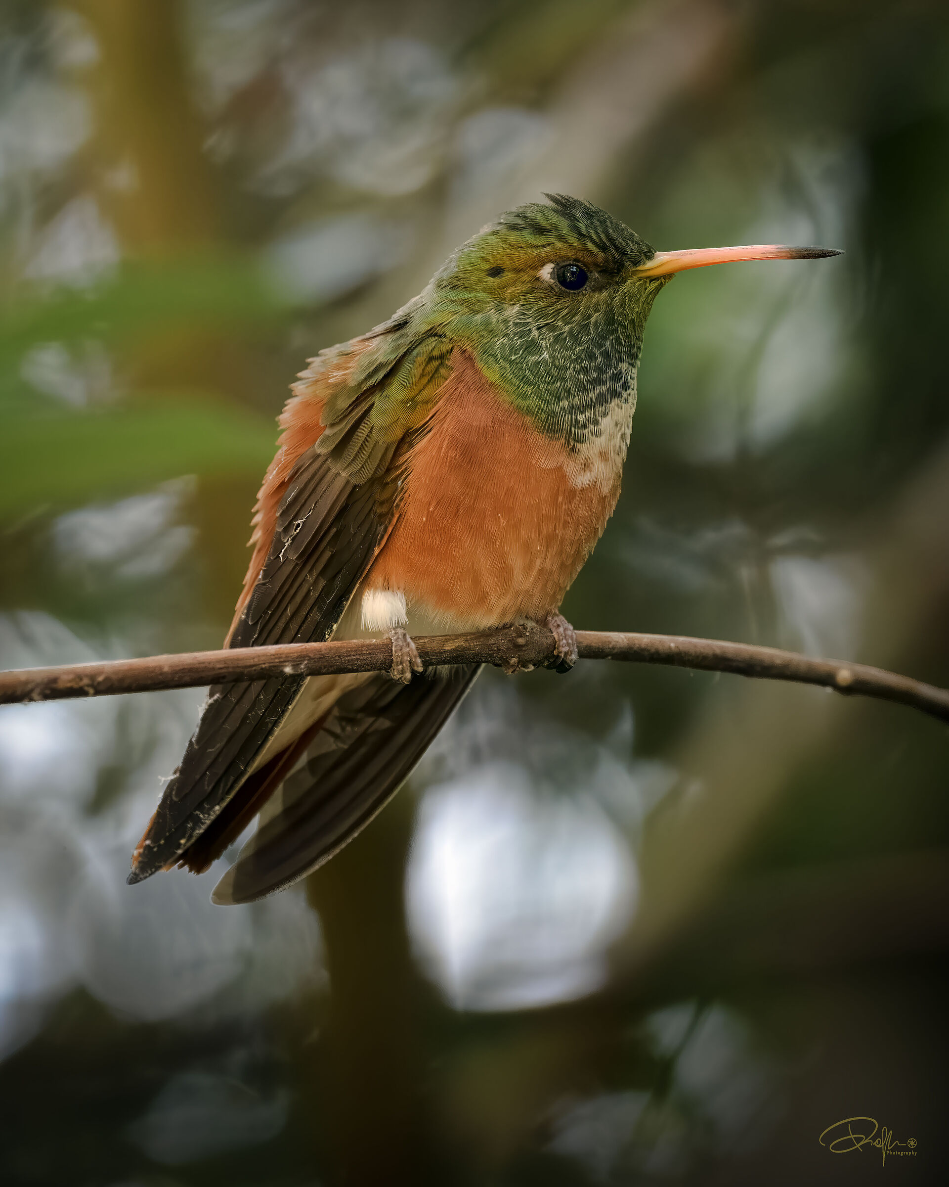 Colibrì - Oasi di Sant'Alessio
