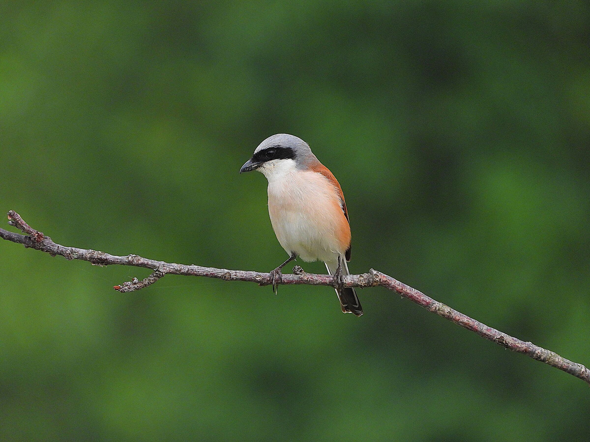 Averla piccola (Lanius collurio)
