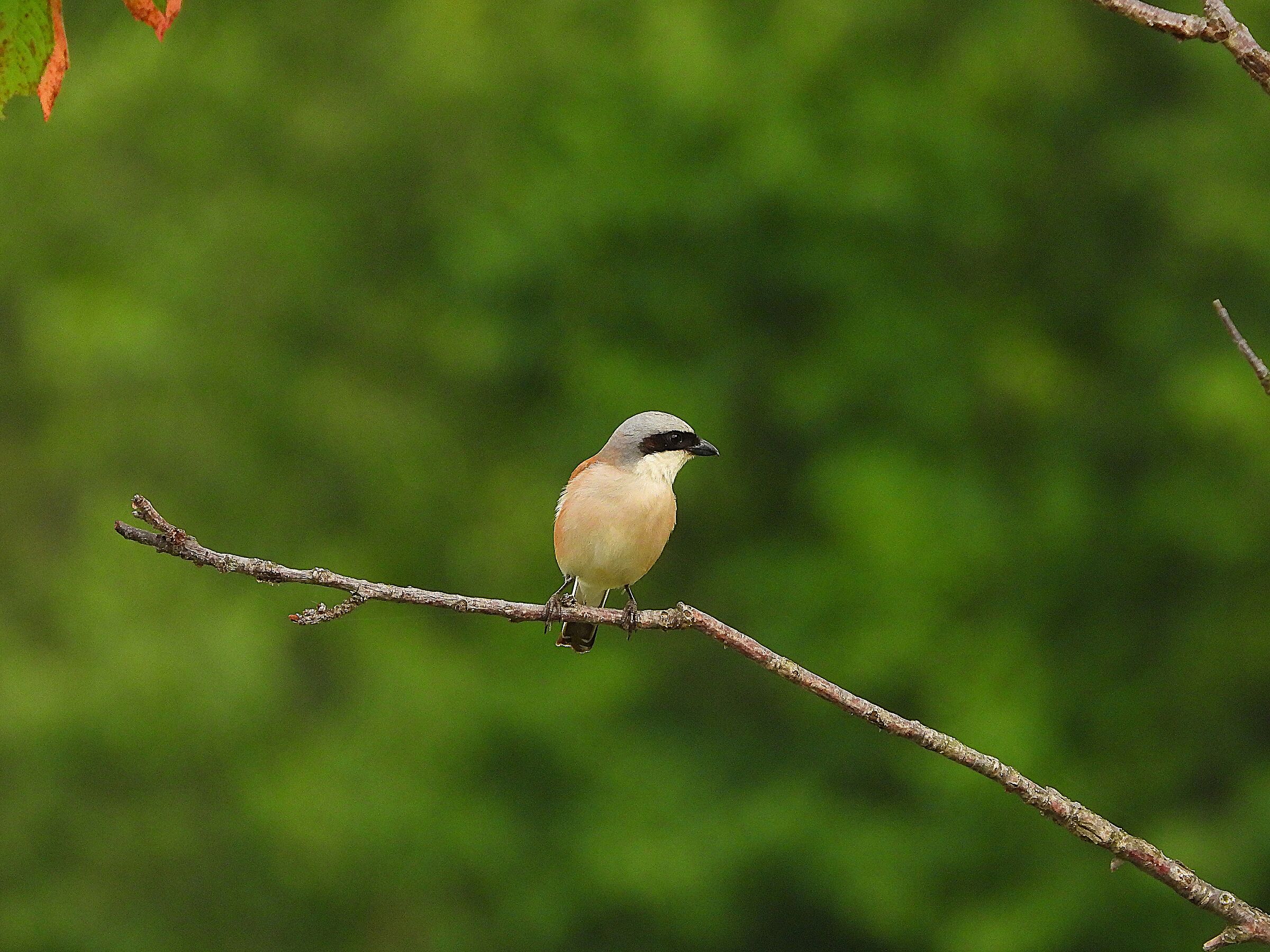 Averla piccola (Lanius collurio)