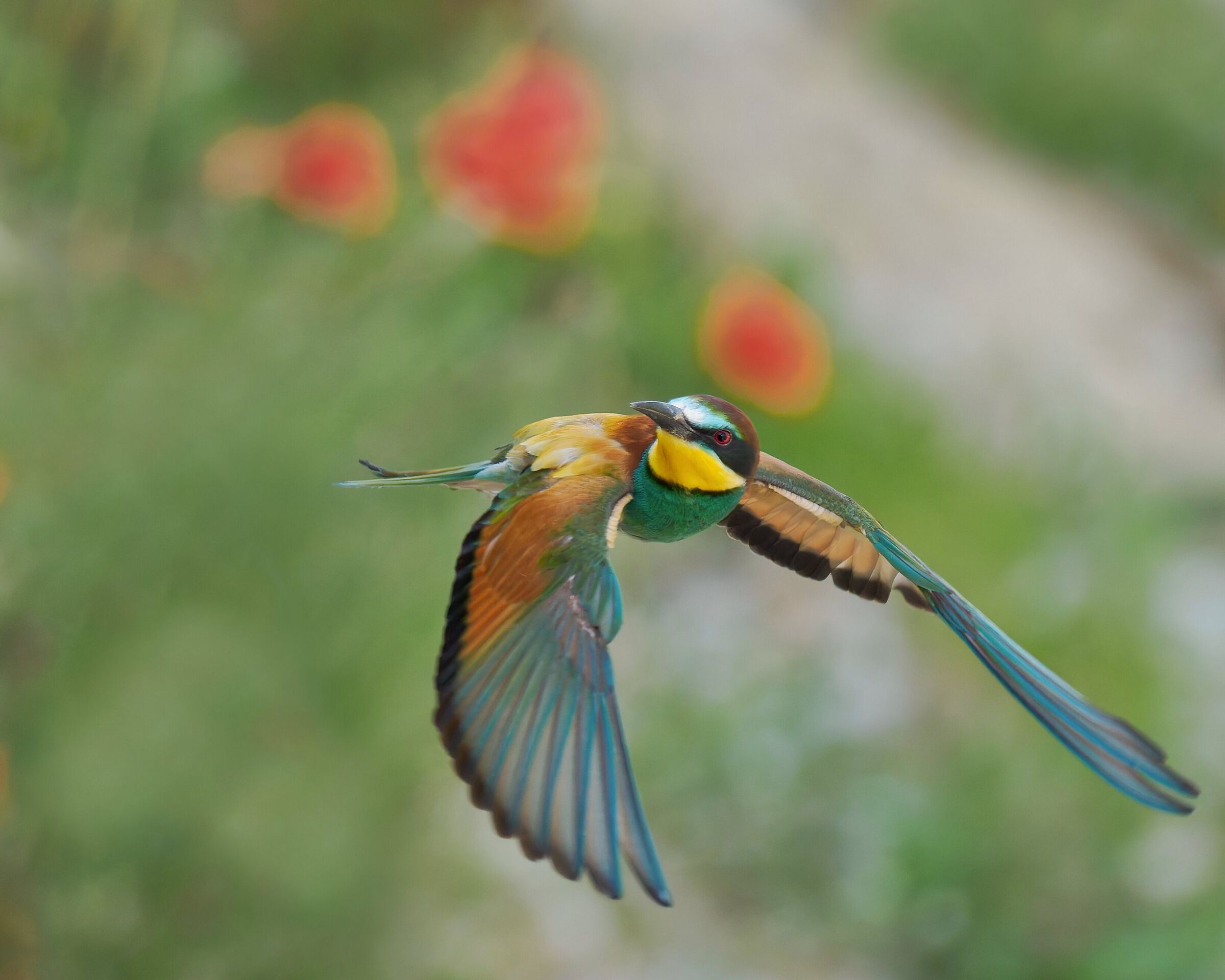 Bee-eater