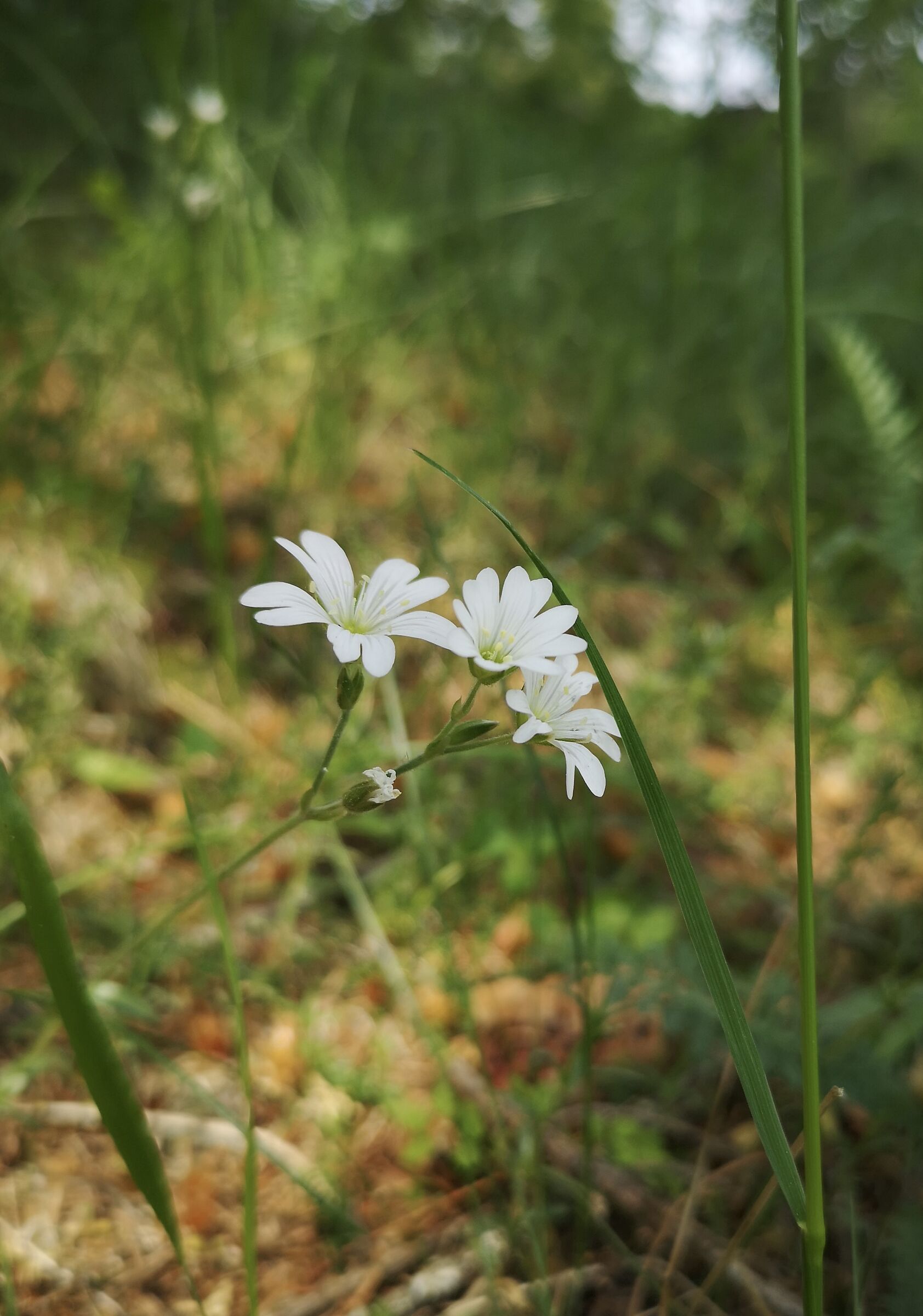 Cerastium Arvense (Peverina dei campi)