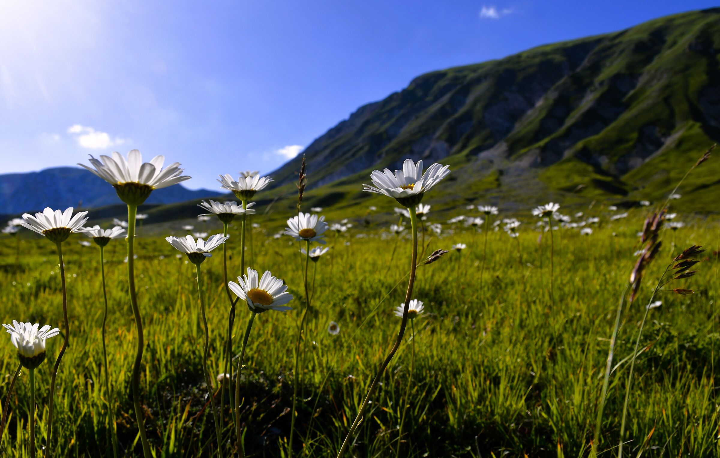 Fioriture ai piedi di Monte Aquila - Abruzzo