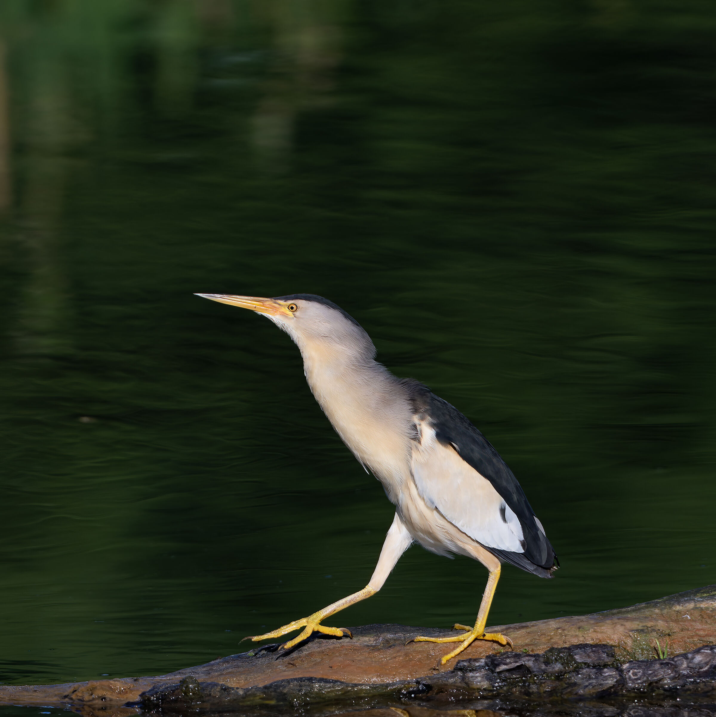 bittern - Pesio Valley - Piedmont