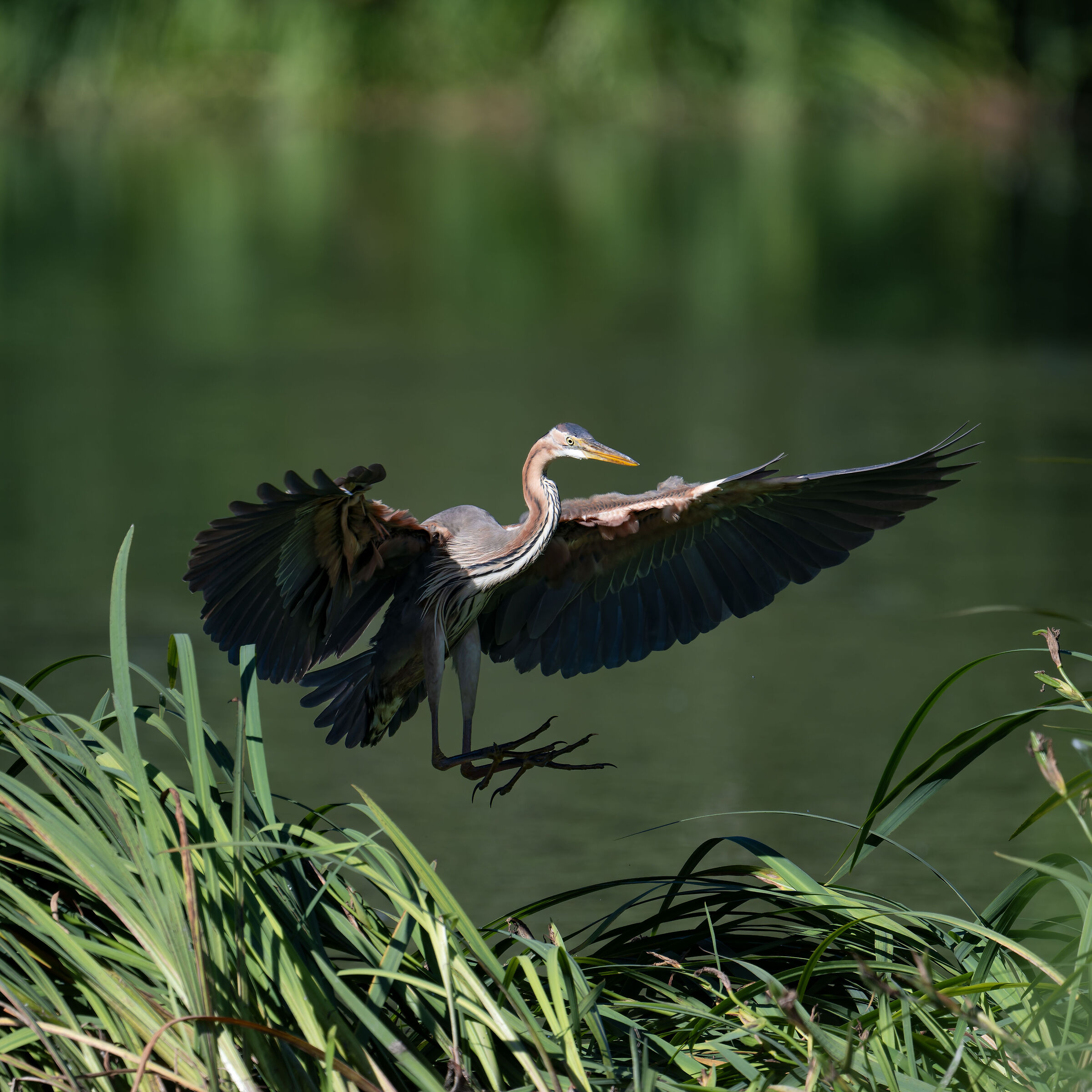 Purple Heron - Pesio Valley - Piedmont
