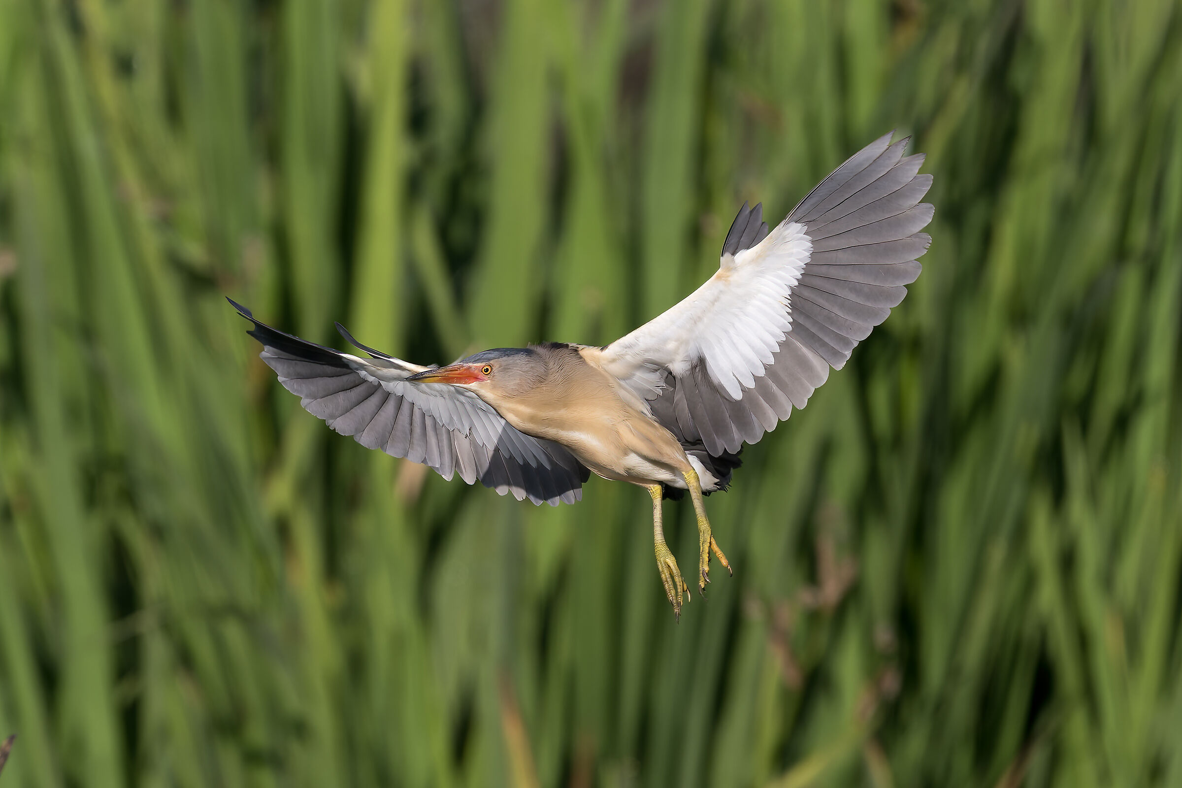 bittern - Pesio Valley - Piedmont