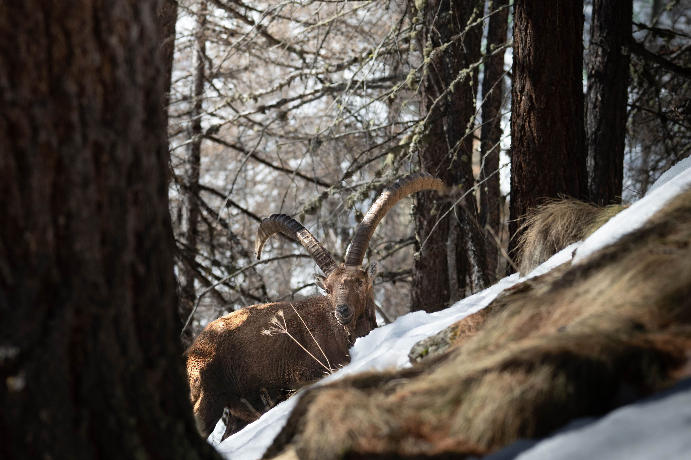 among the trees ....