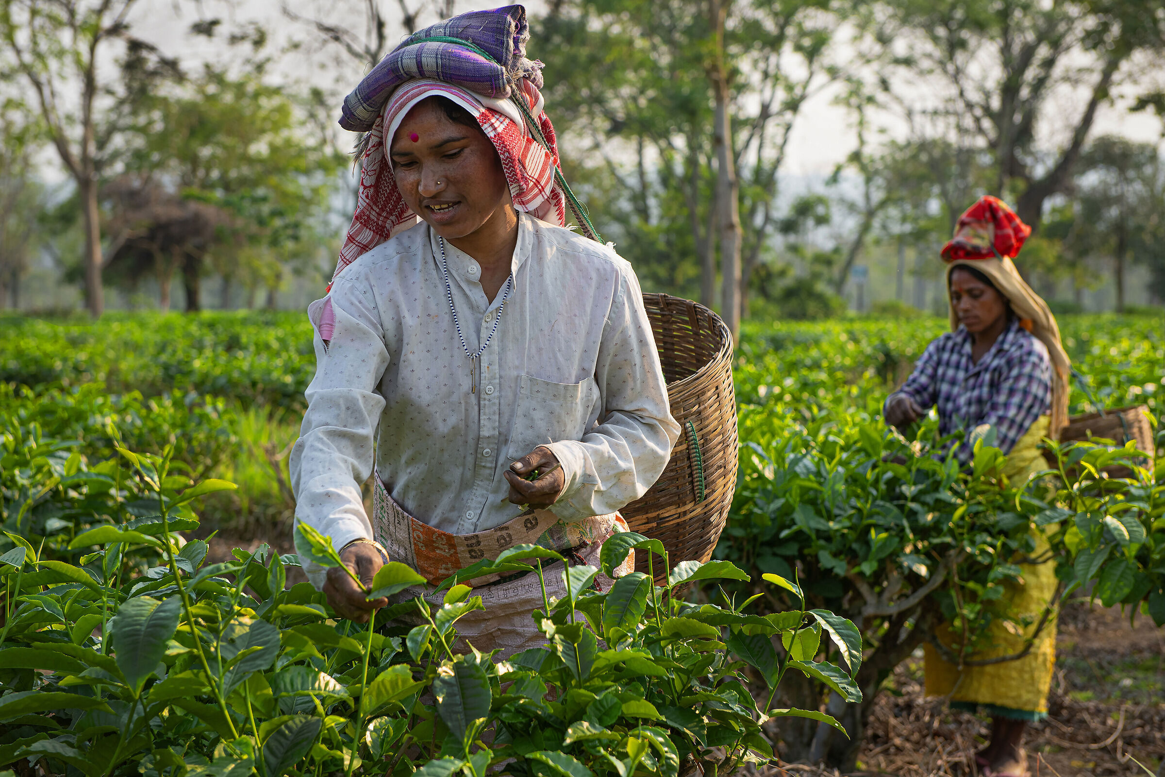 Tea farmers