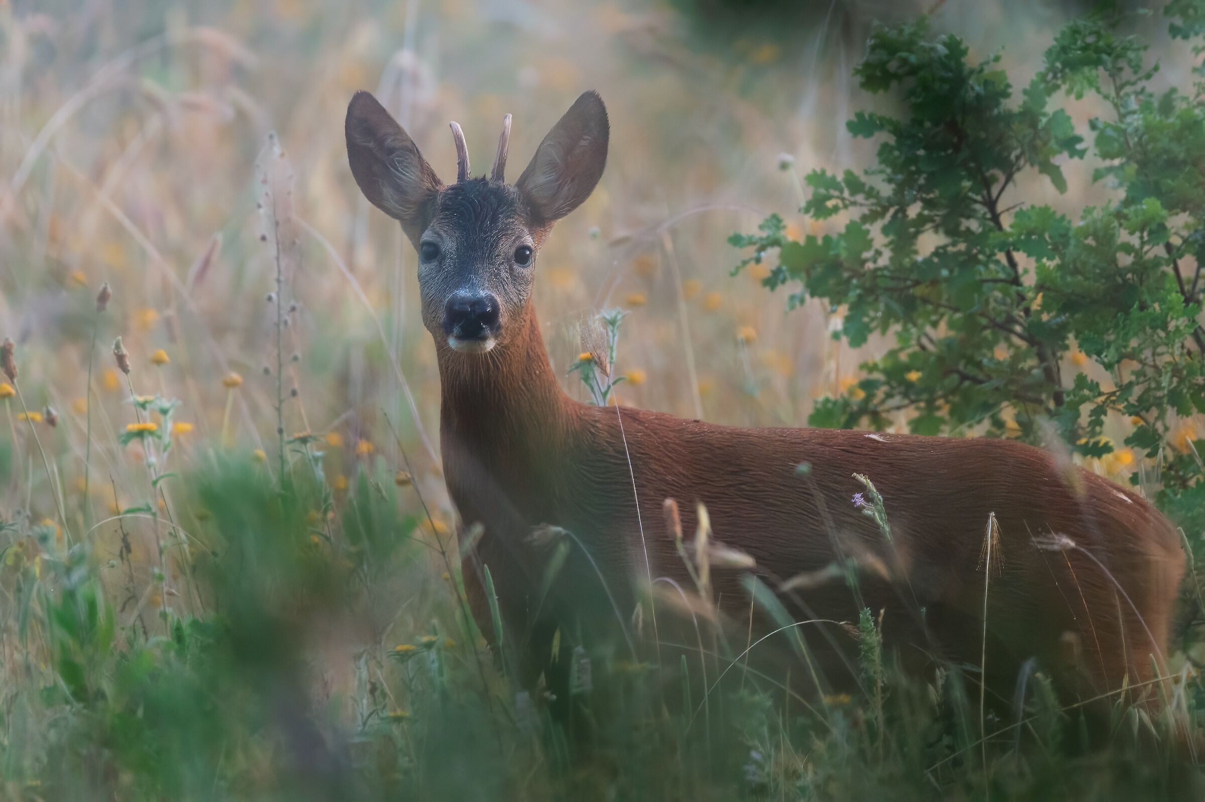 roe deer