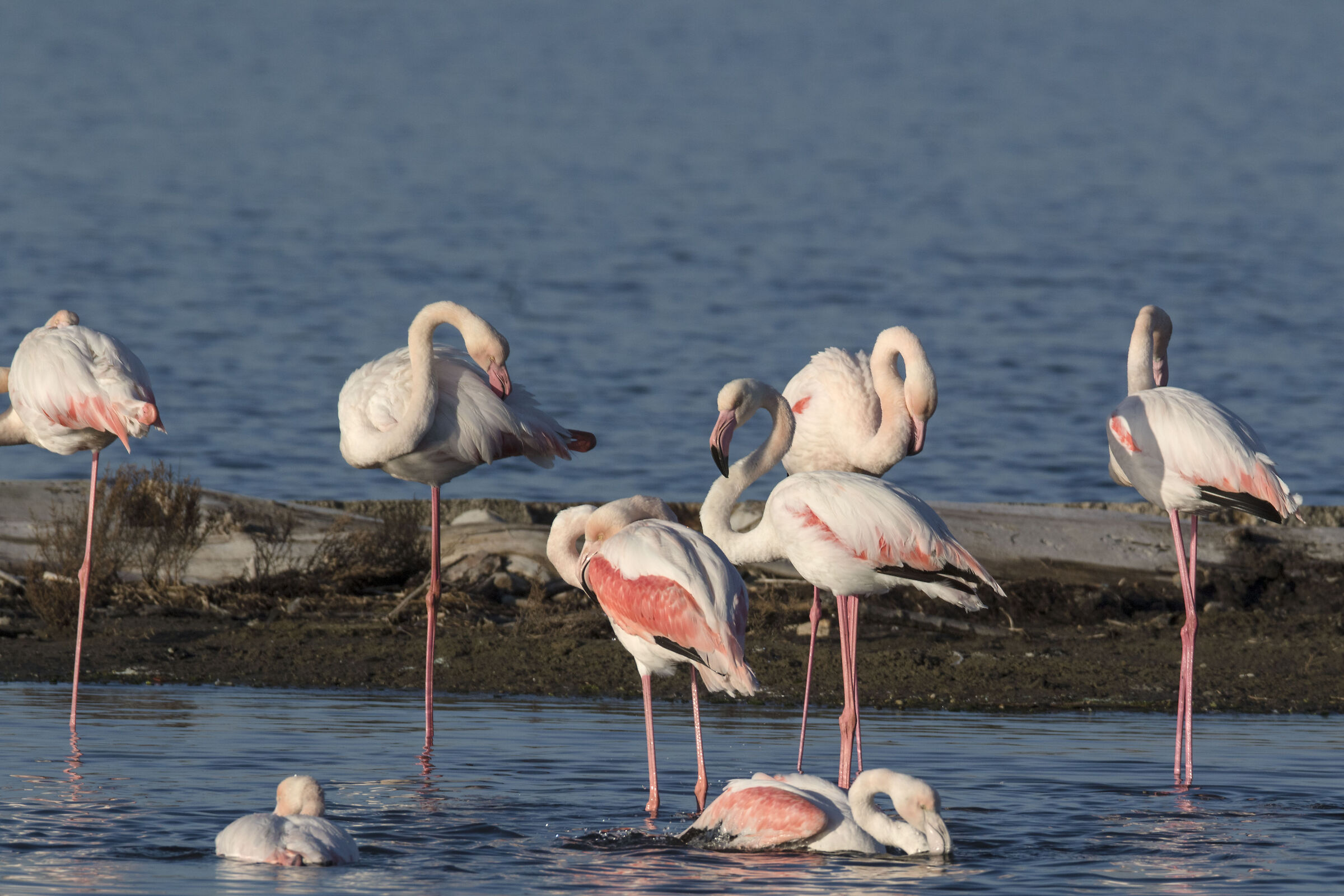 Tutti al mare (Flamingos)