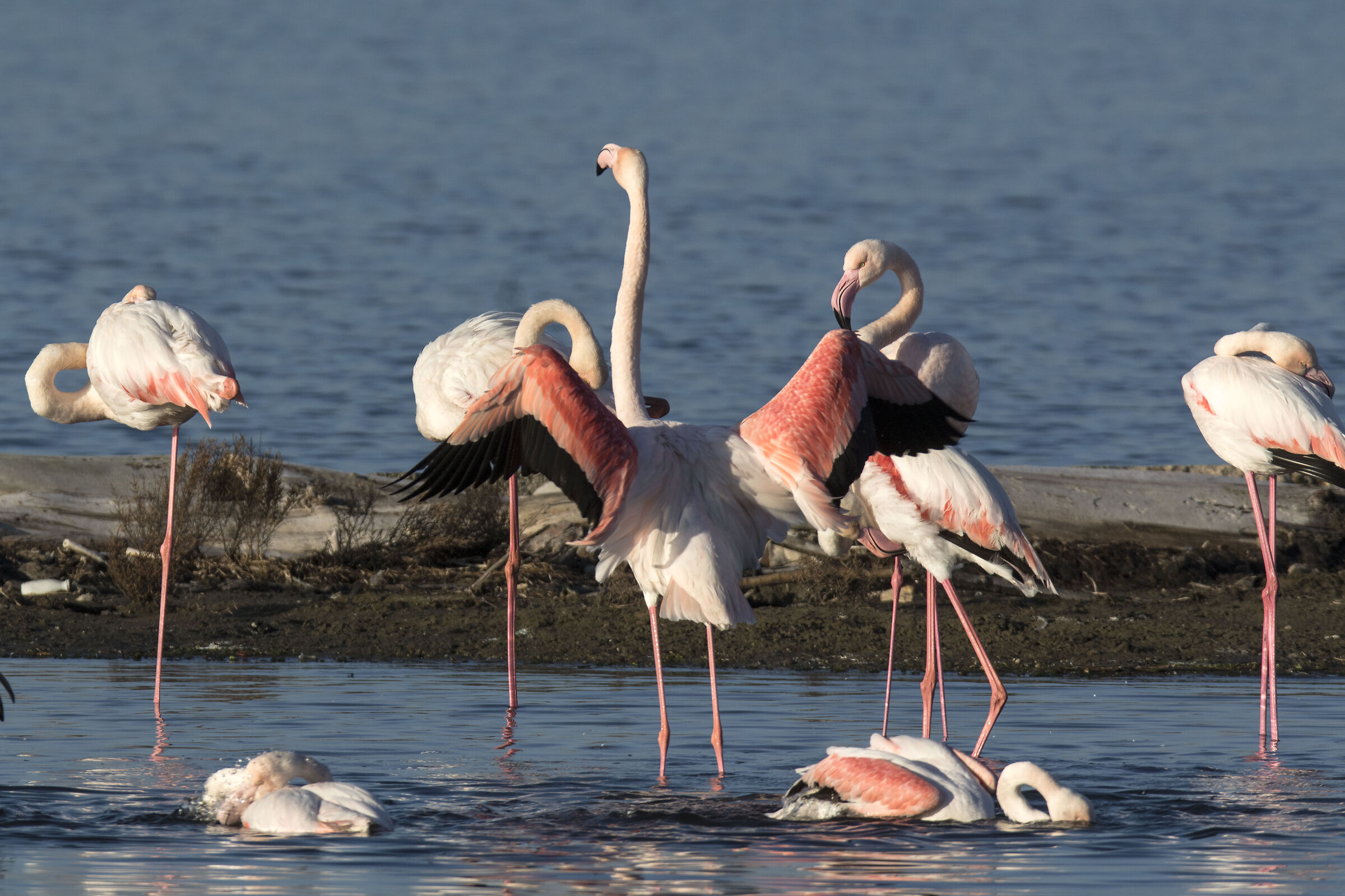 All day soaking (Flamingos, PN Circeo)