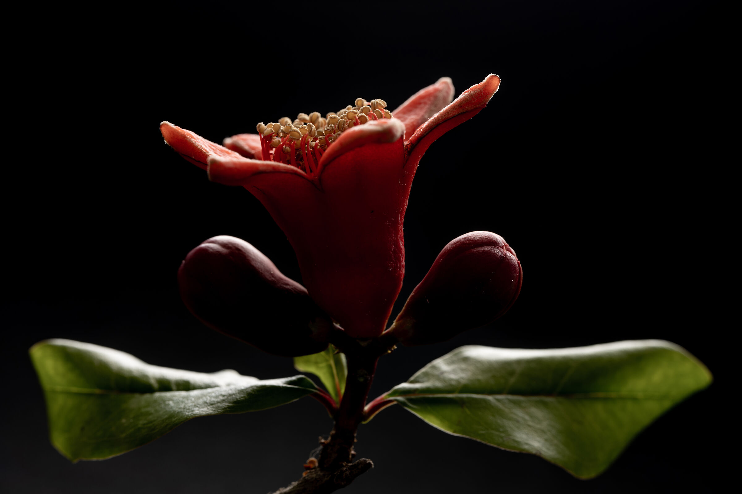 Pomegranate