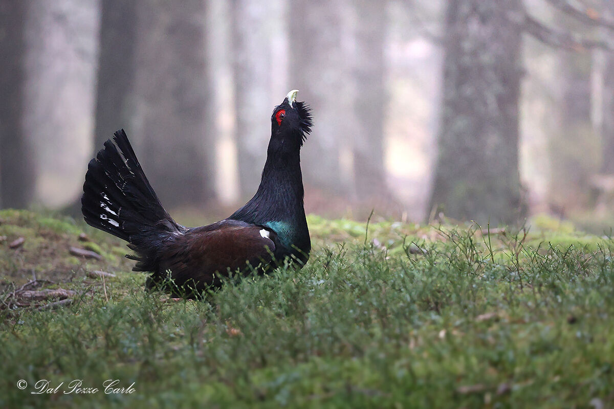 The magic of the forest