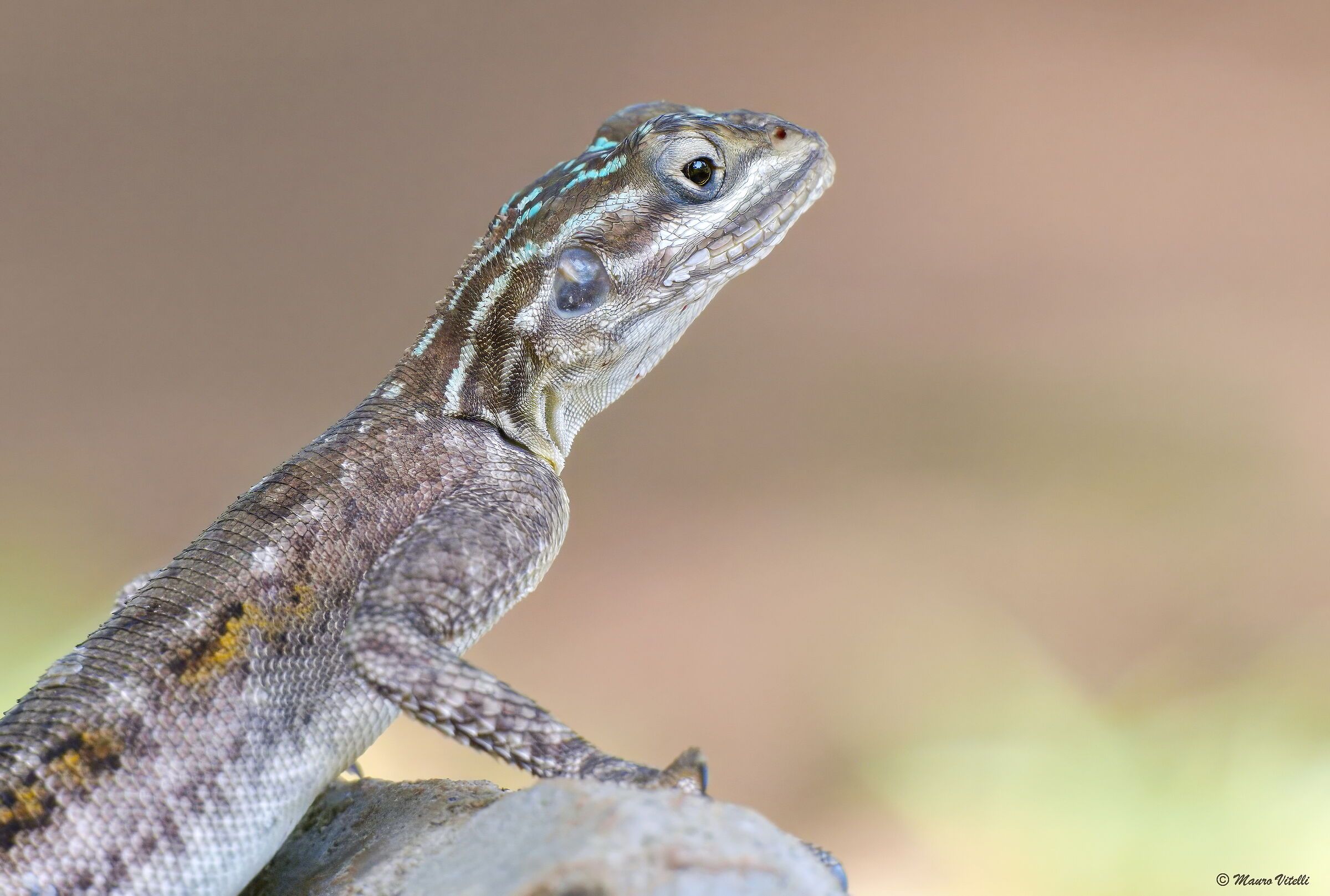 Lizard (Uganda)