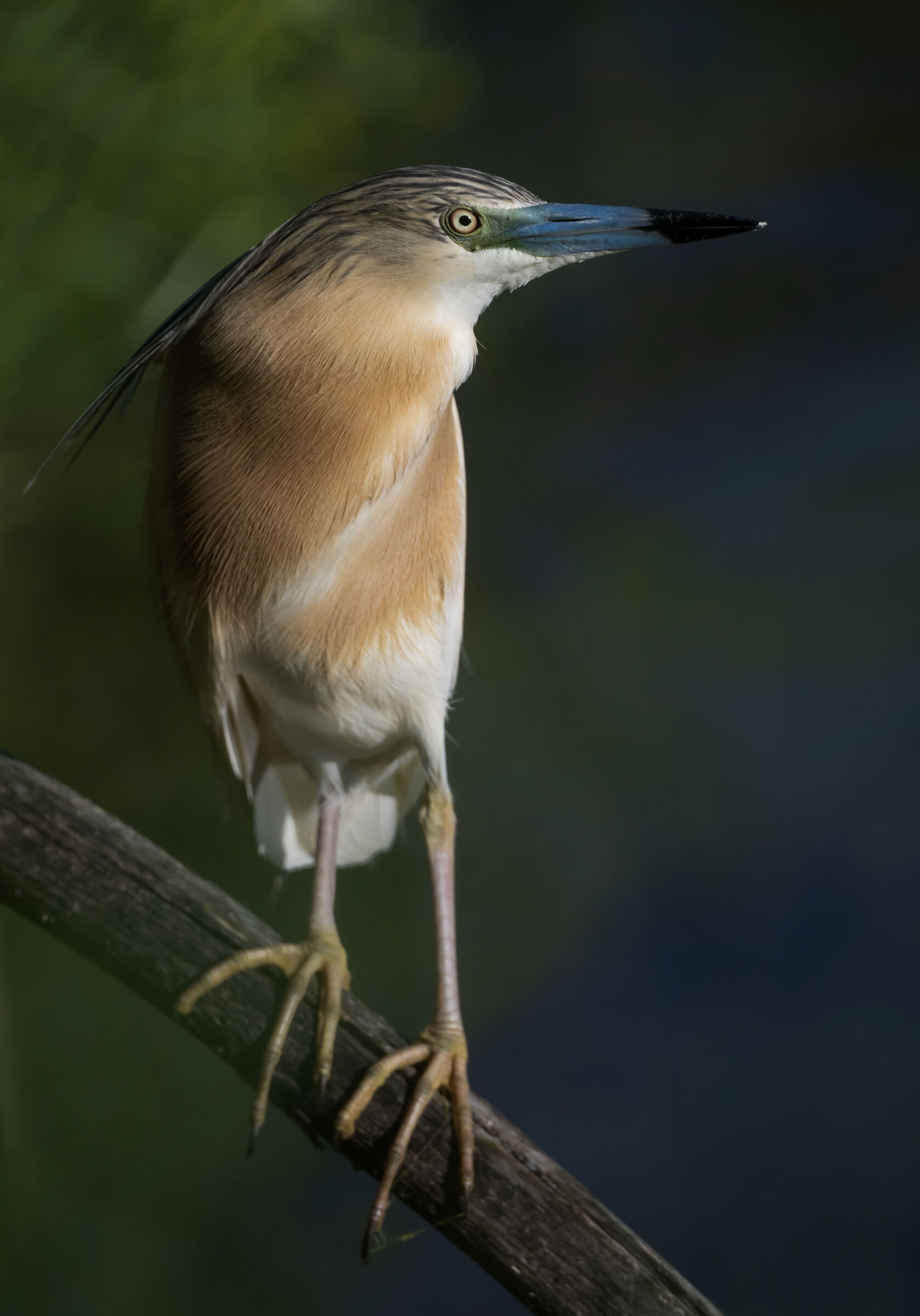 Sgarza Ciuffetto "in posa"