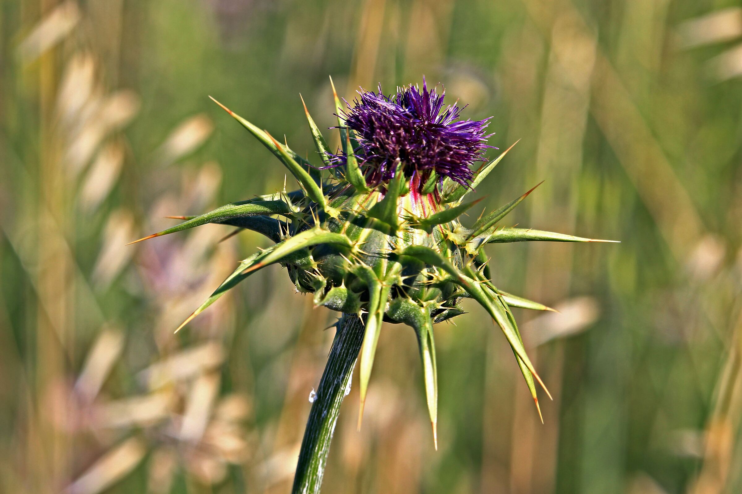 Thistle flower