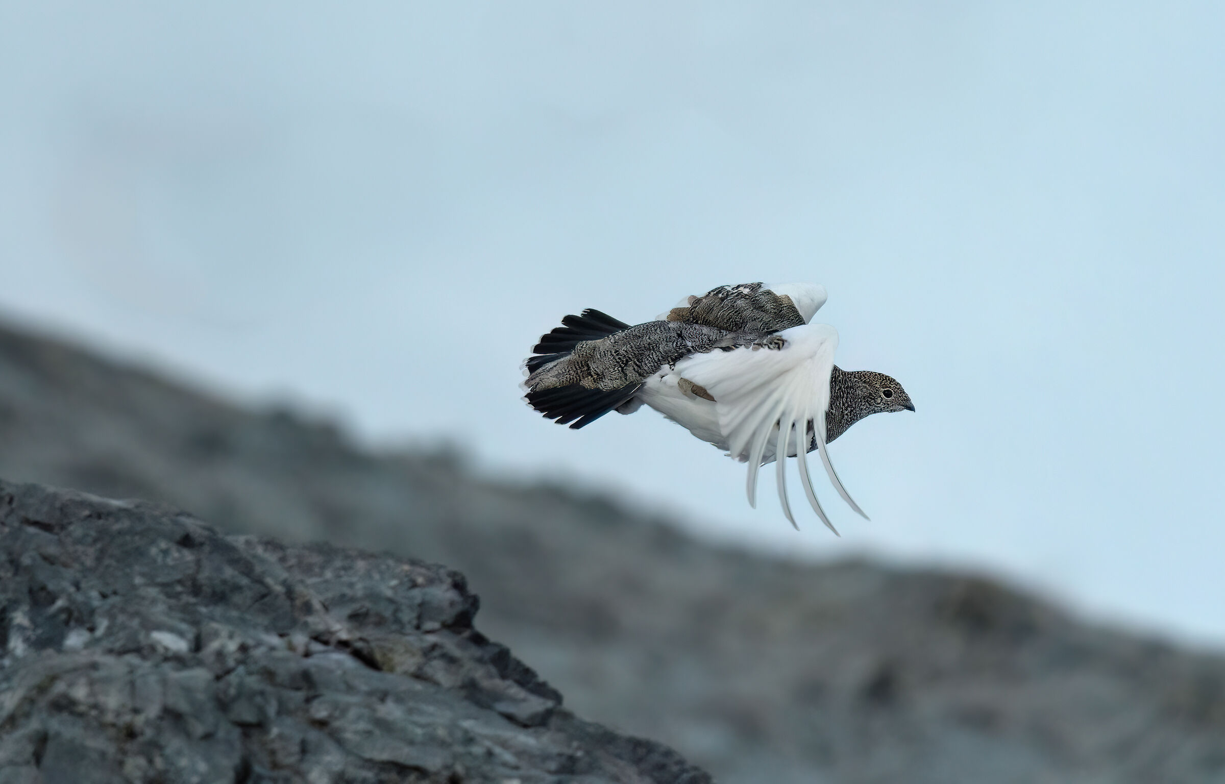 In flight