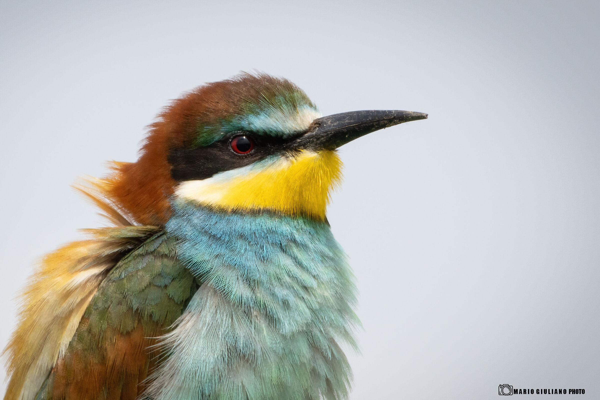 Portrait of a bee-eater