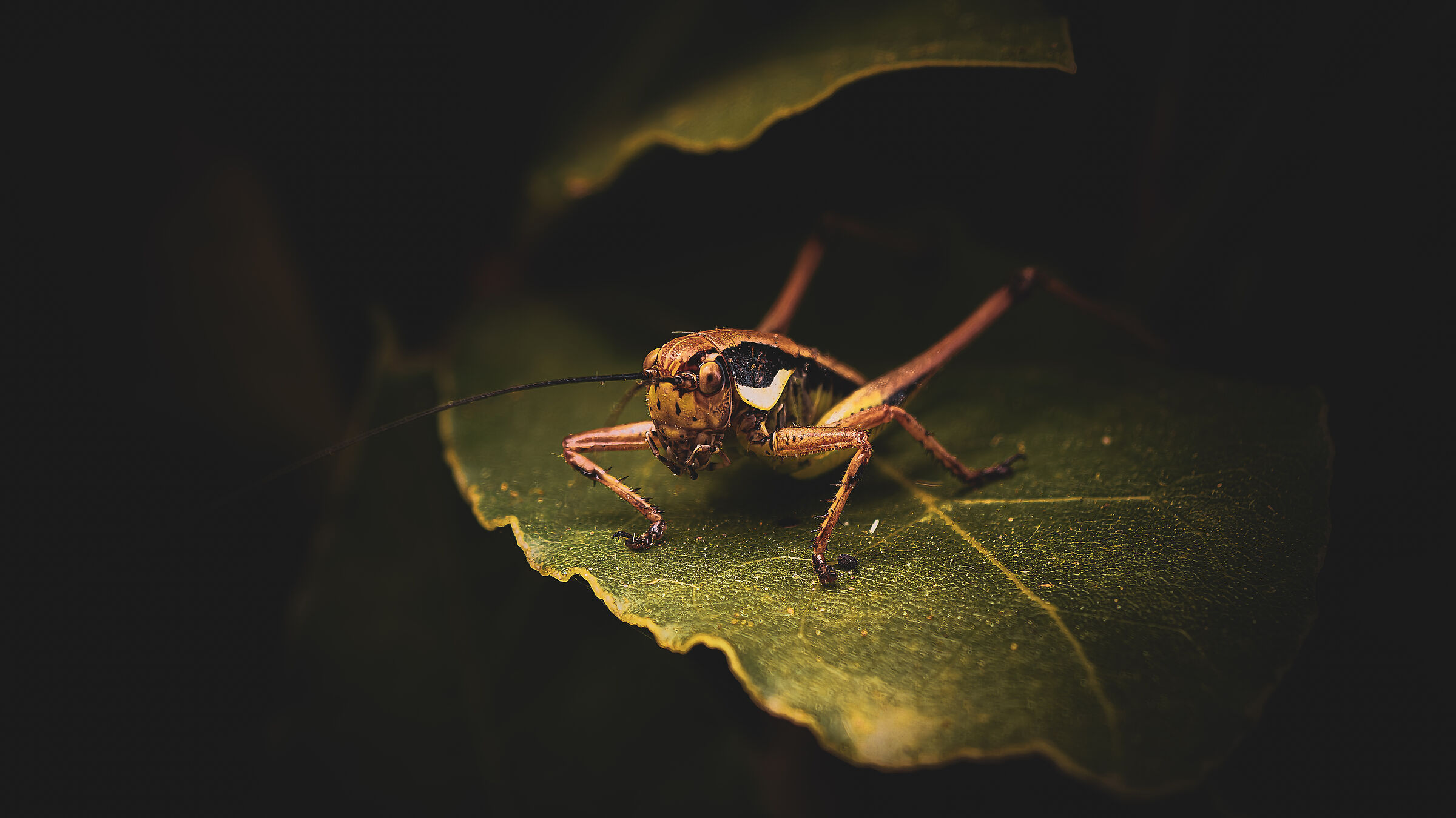 Untitled Photo