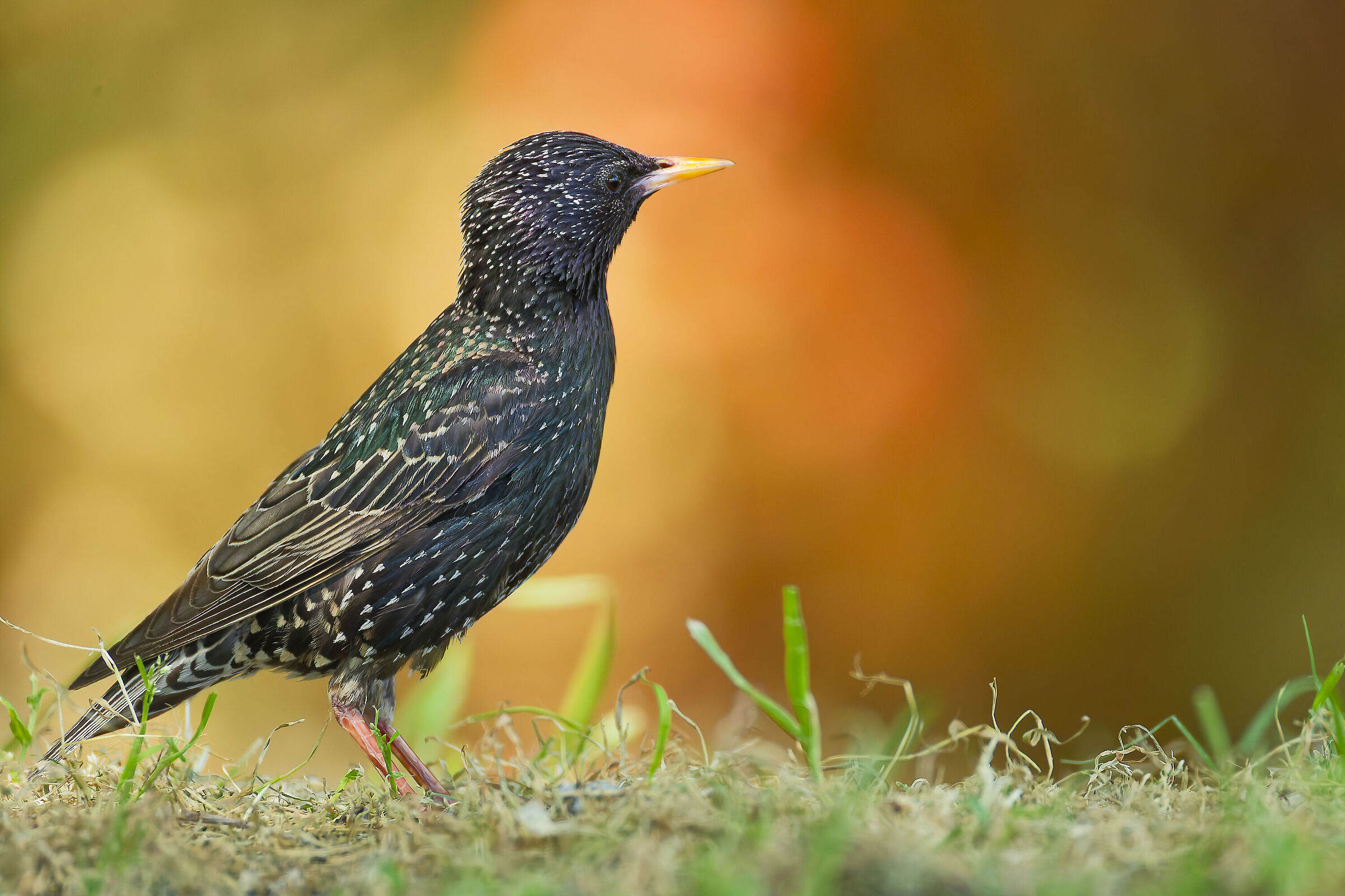 Starling