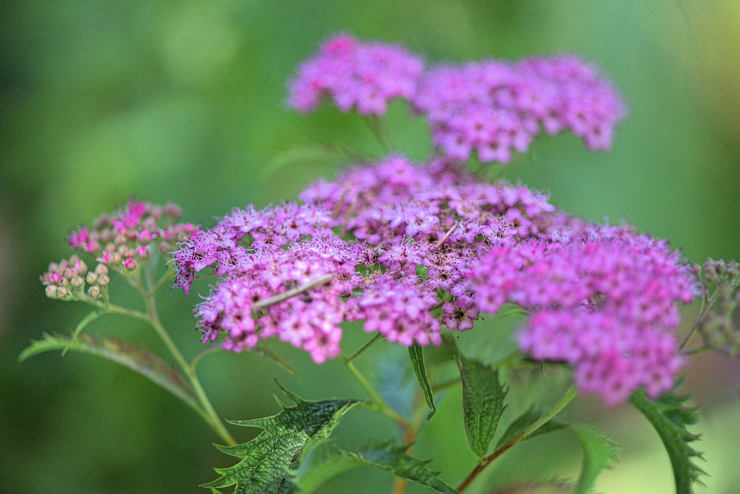 Spirea