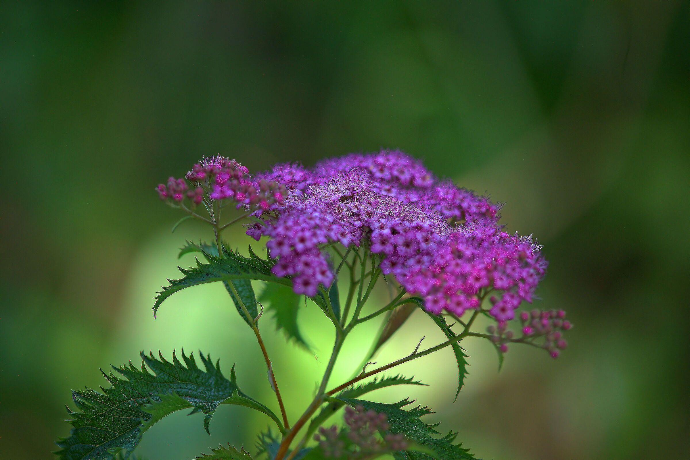 Spirea