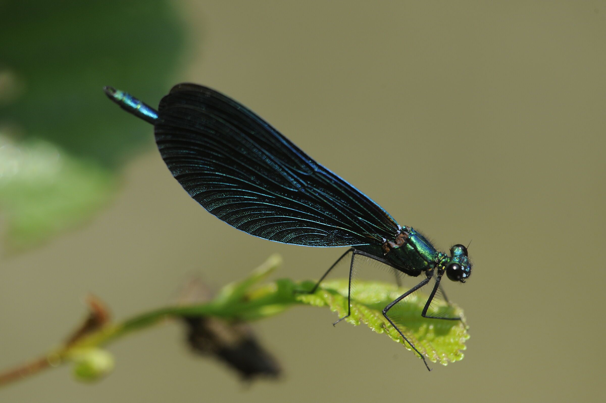 Calopteryx virgo