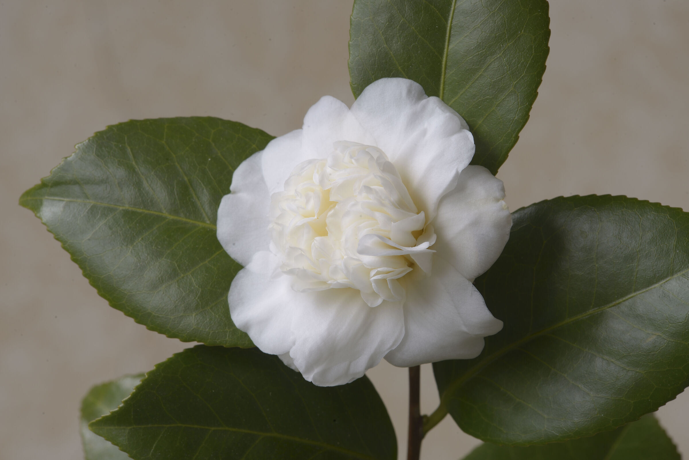 Camelia 'Anemoniflora alba'