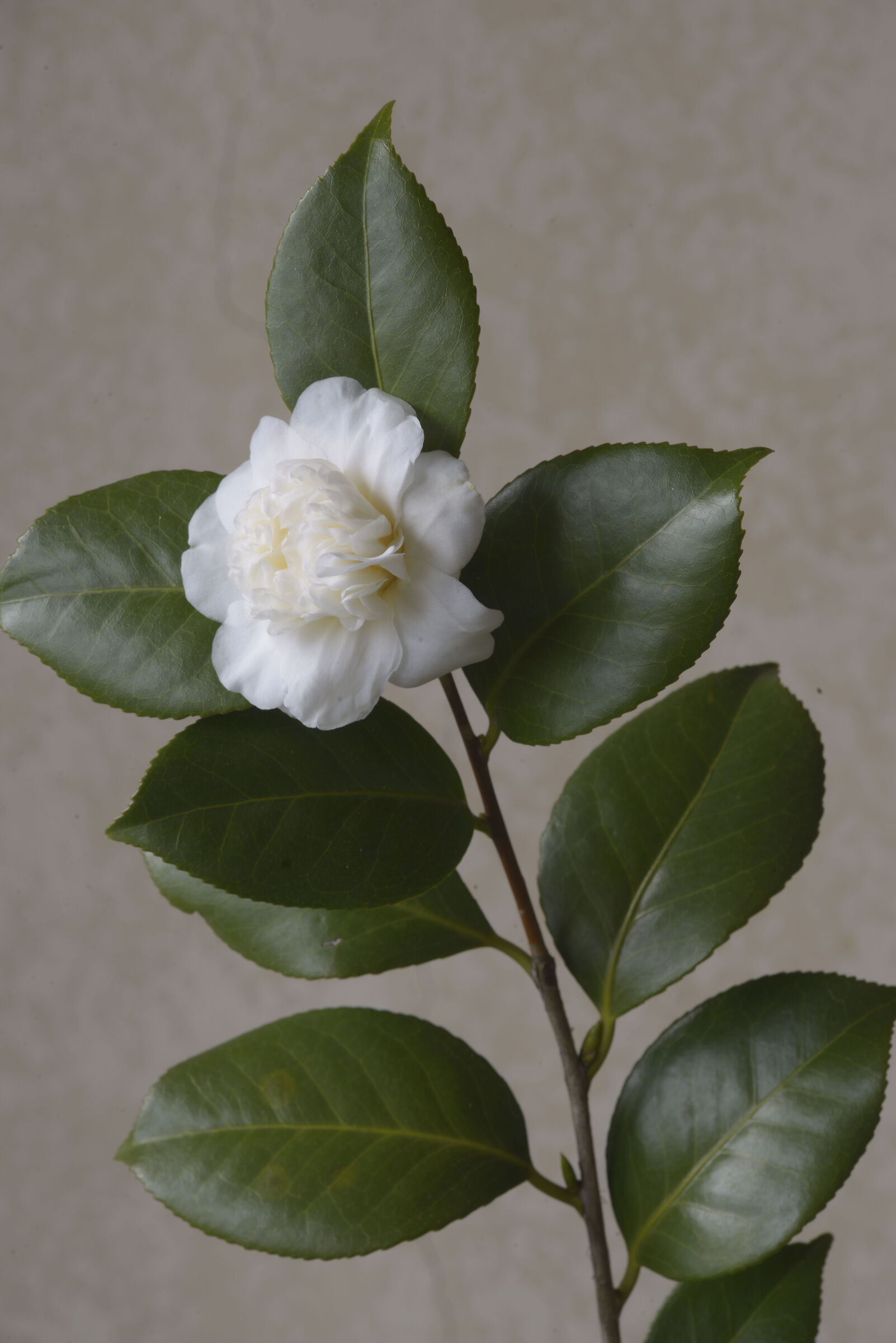 Camelia 'Anemoniflora alba'