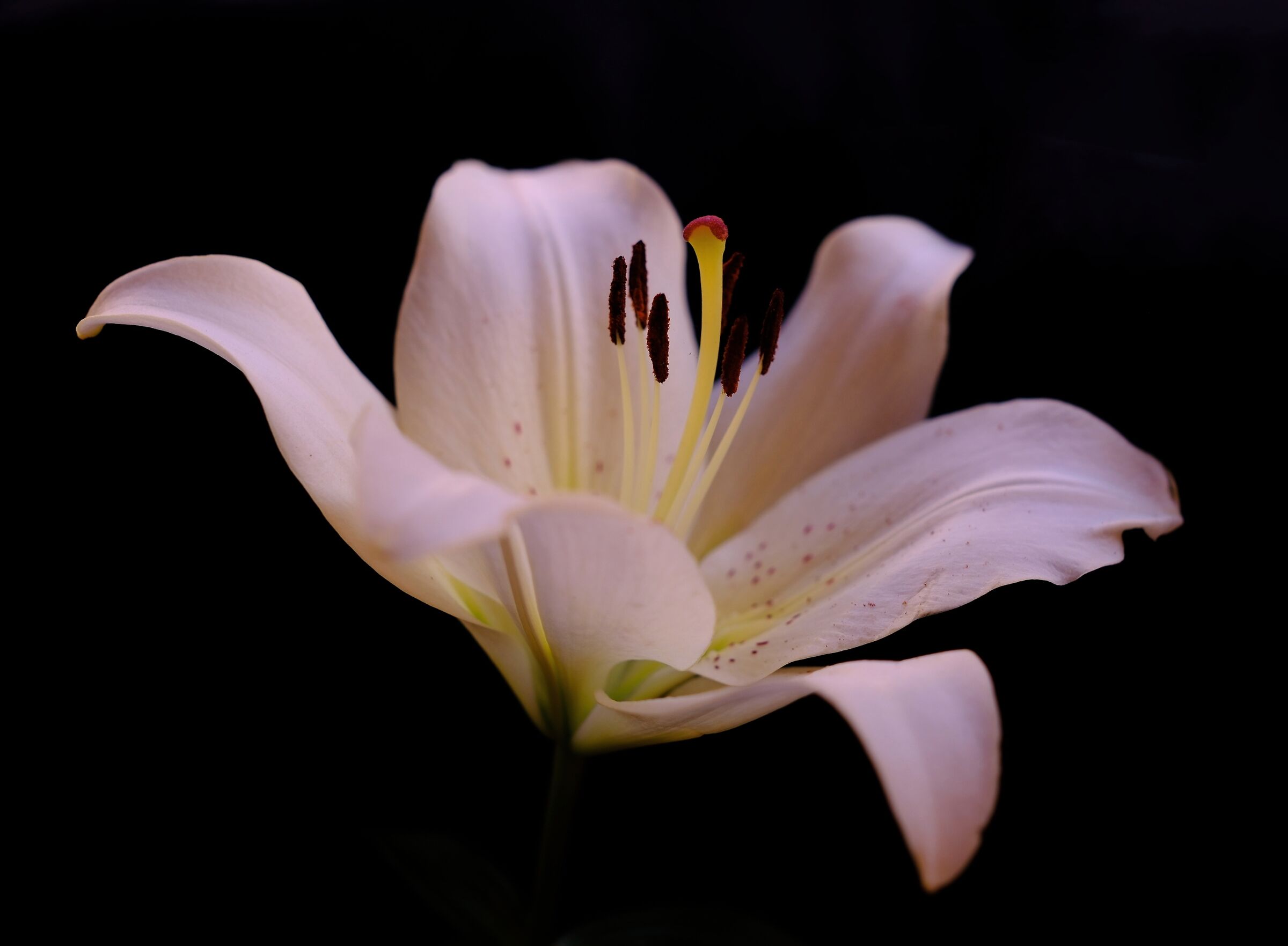It blossomed ... Let's experiment 1