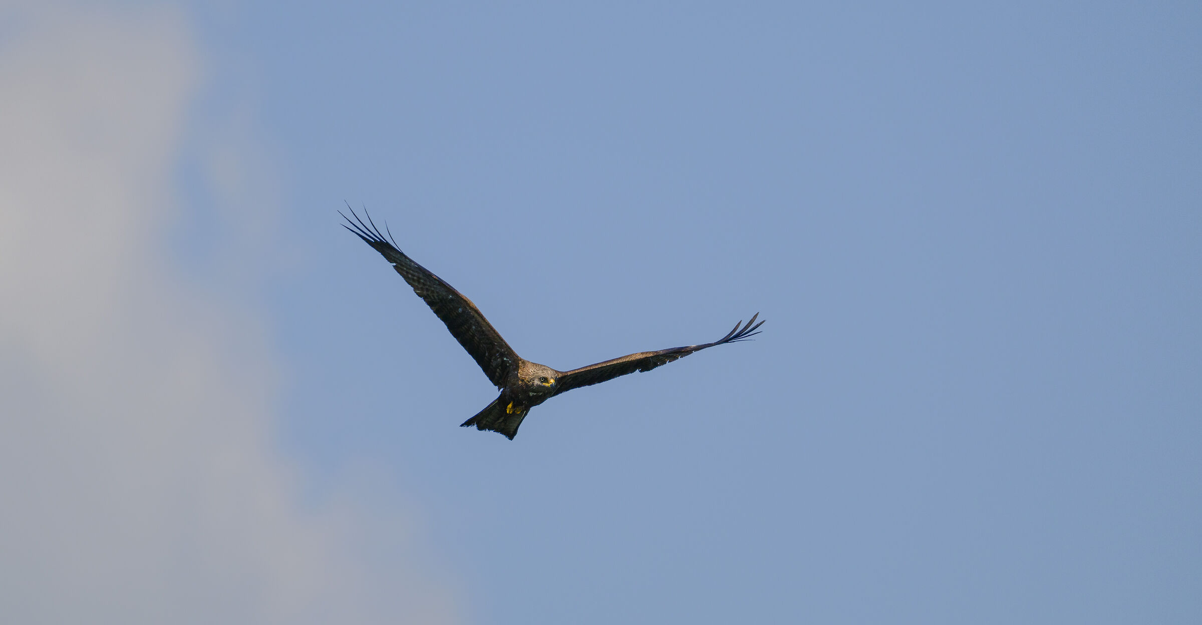 black kite