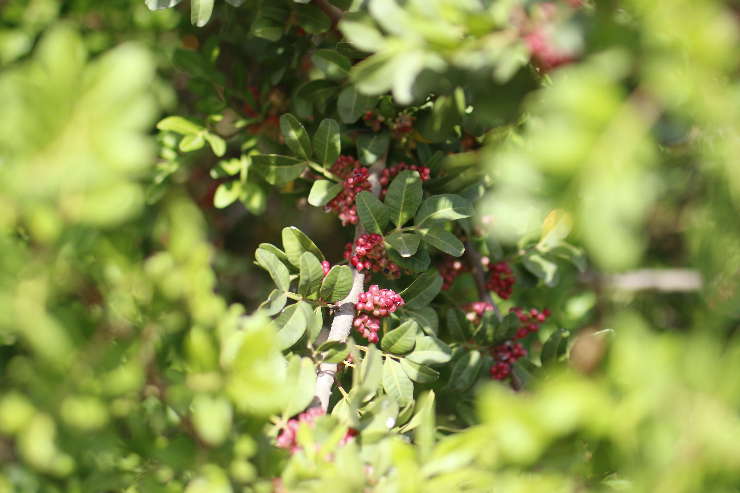 @ " F. 1.8, 1/ 8 Mila ", Milvus 50, 1.4- Canon 7 D...