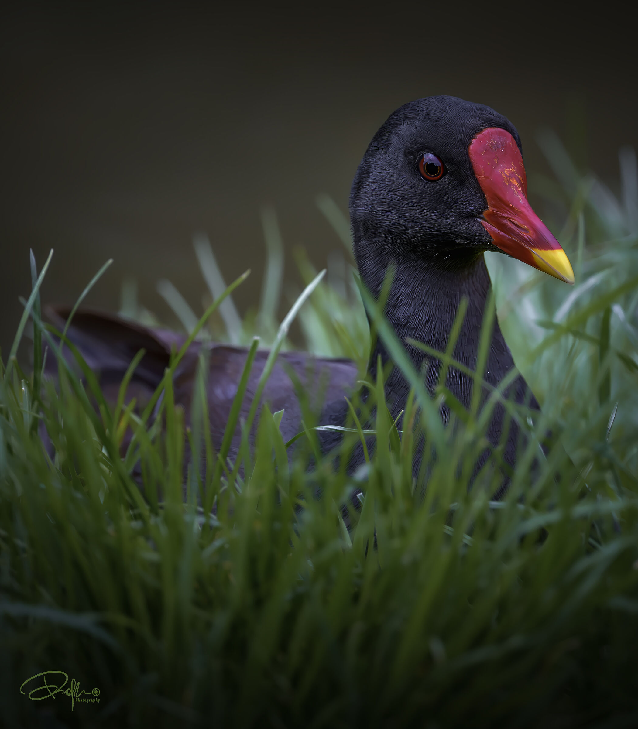 Gallinella d'acqua