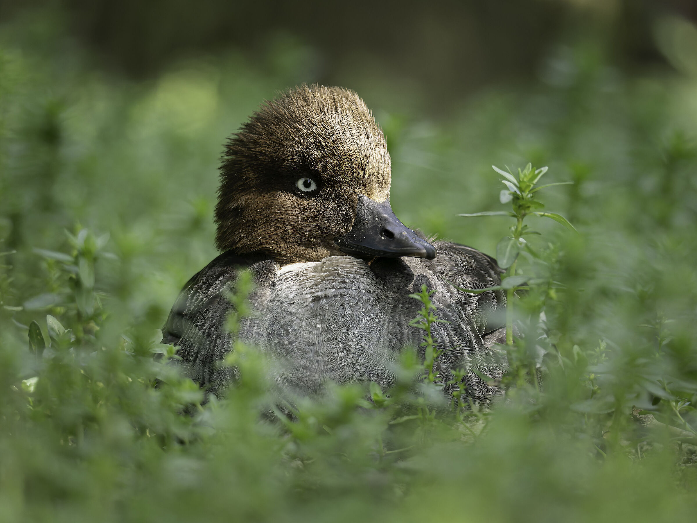 Quattrocchi - Anatra tuffatrice