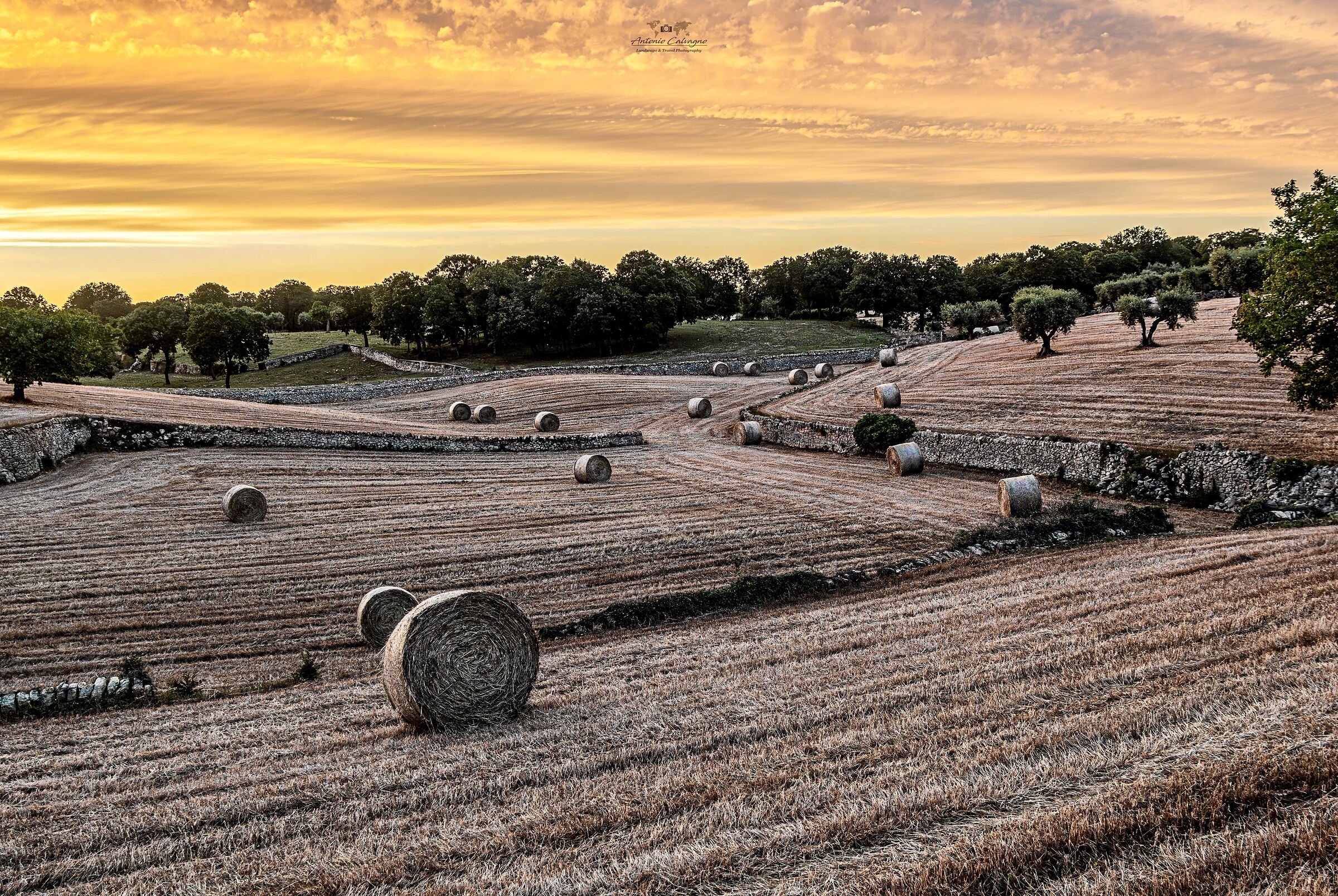 Campagne pugliesi al tramonto