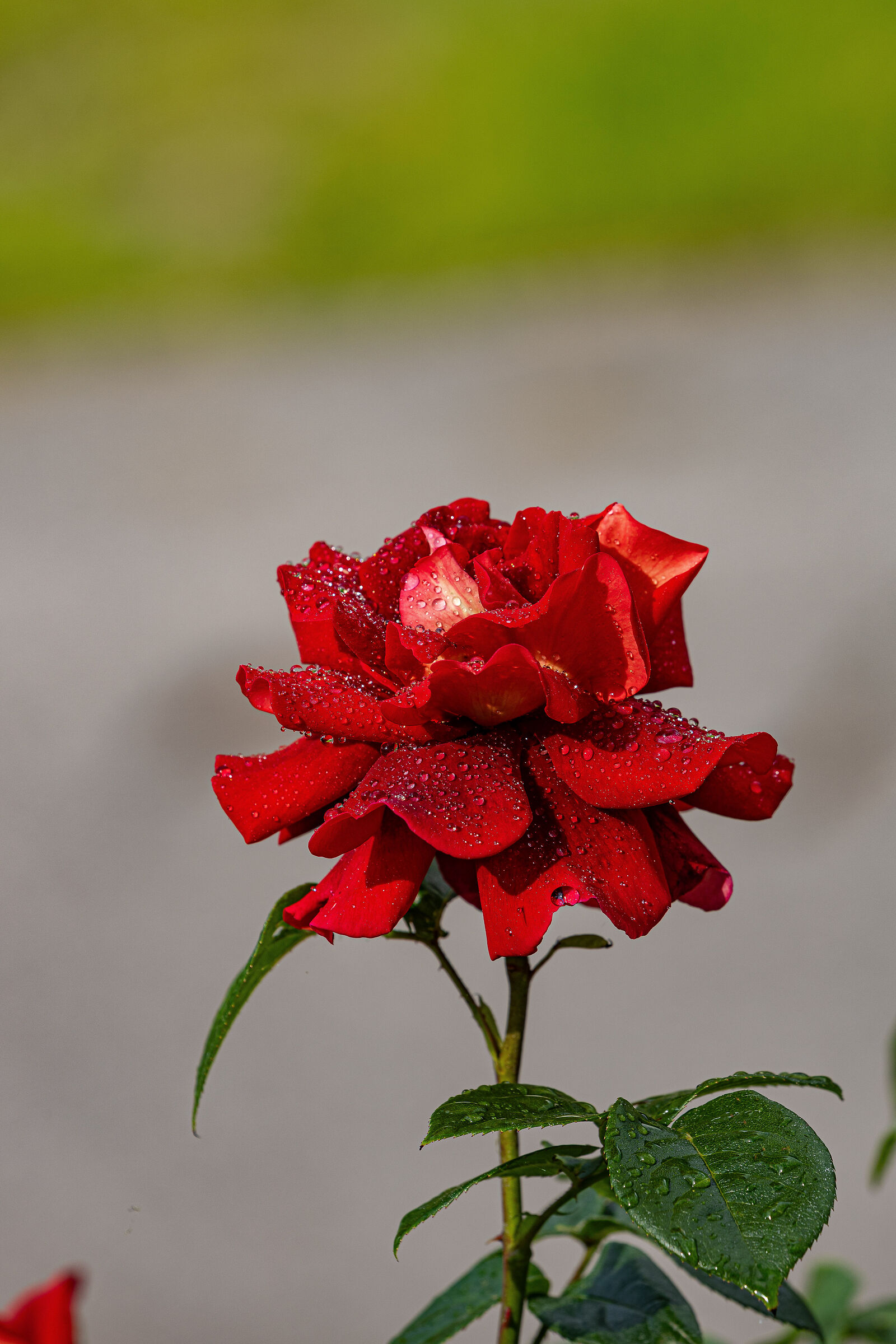 goccie di rosa