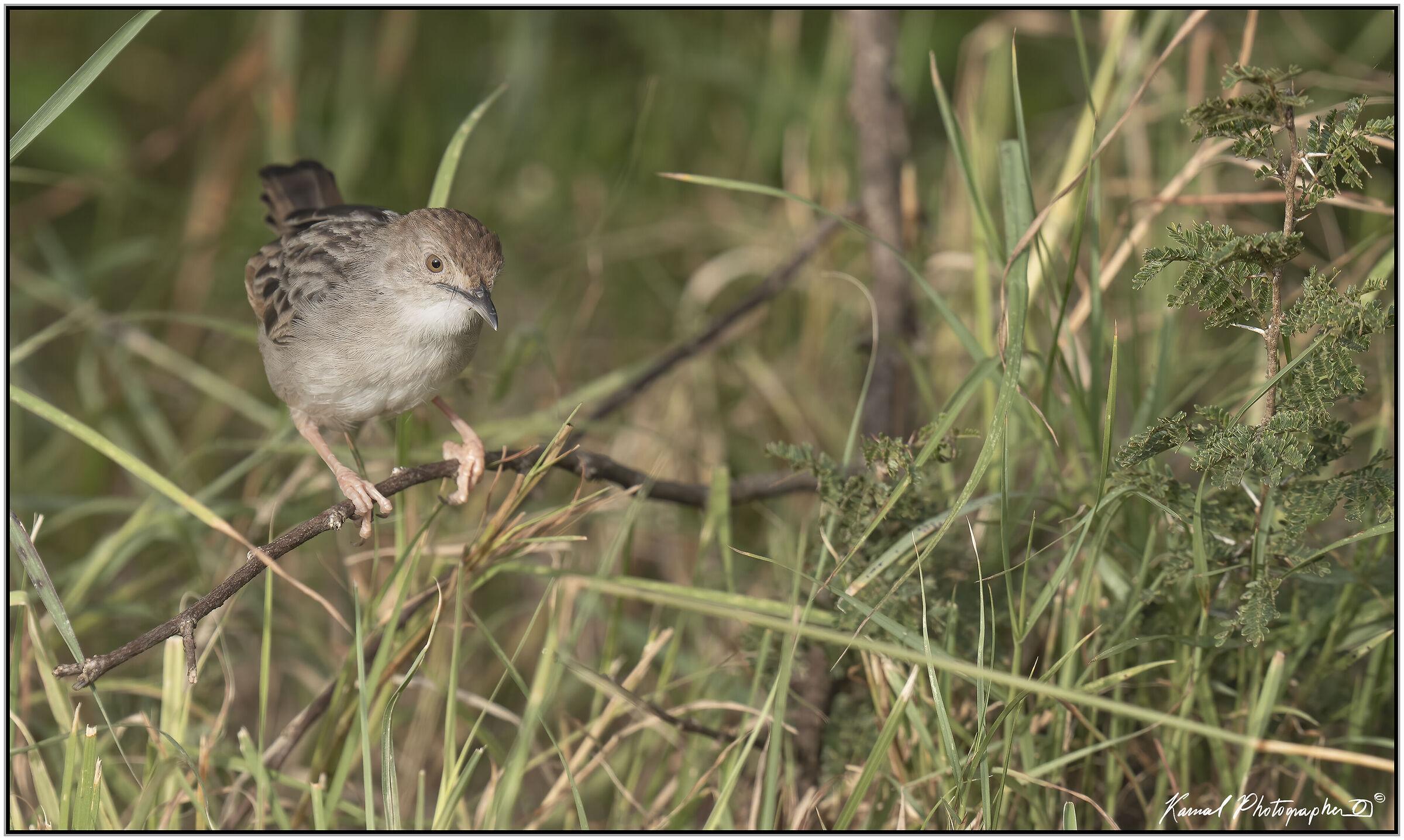 Lynes's Cisticola Cisticola distinctus