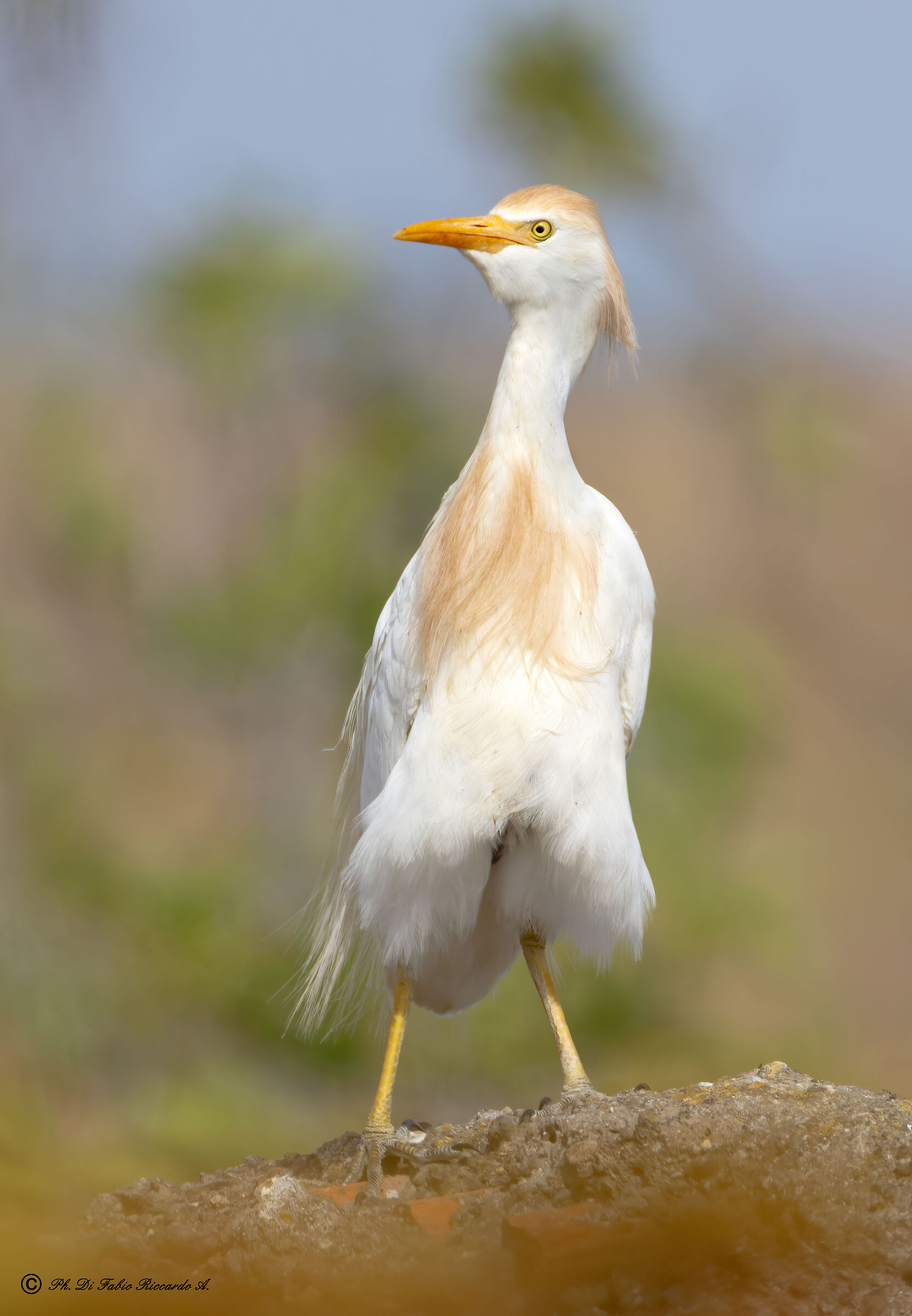 Cattle heron