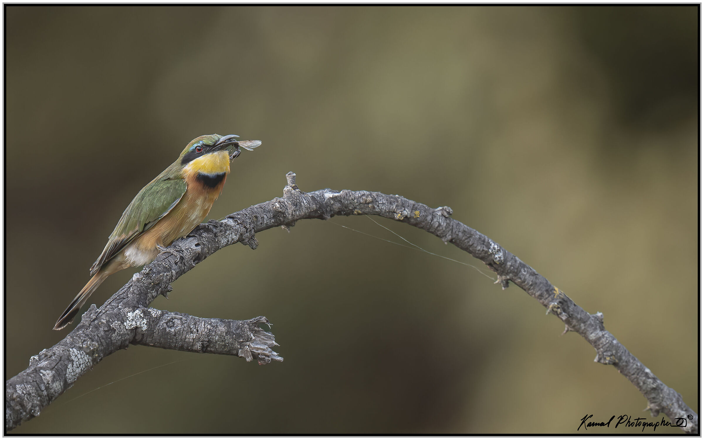 (Bee-eater)(Merops pusillus)
