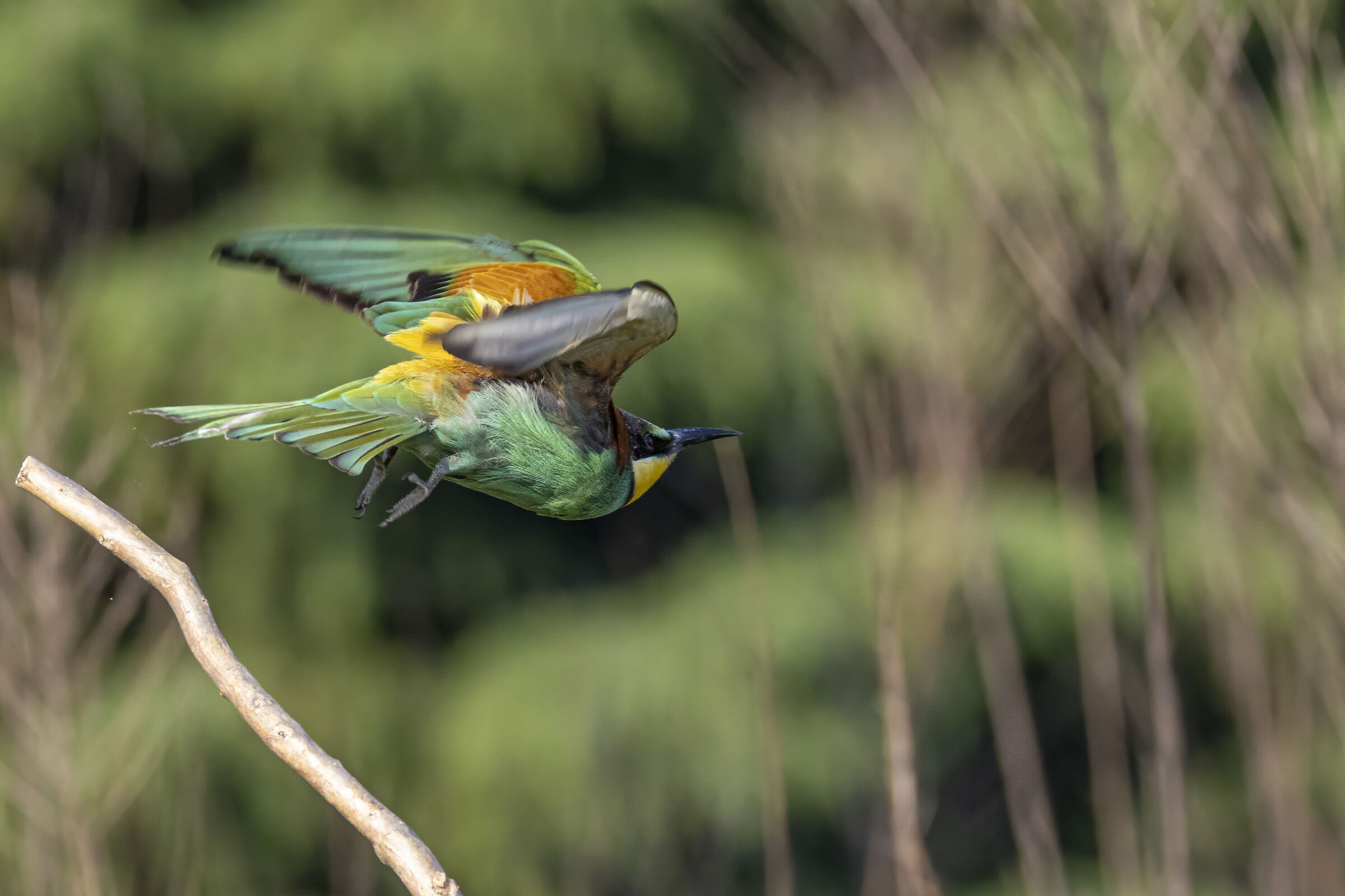 Bee-eater
