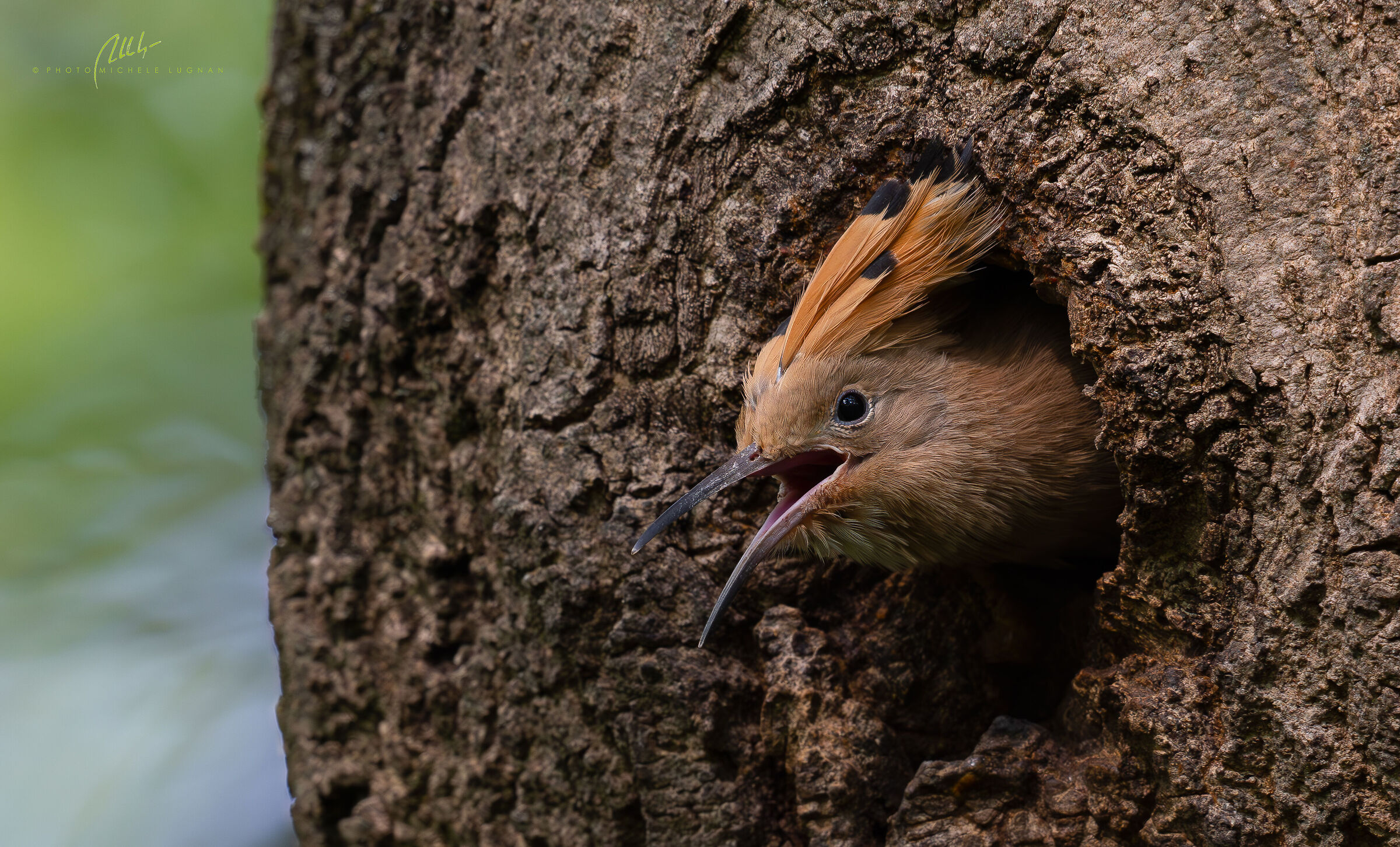 Away from the nest