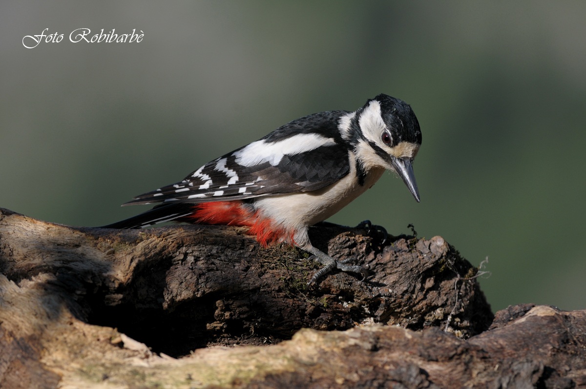Picchio rosso maggiore ......