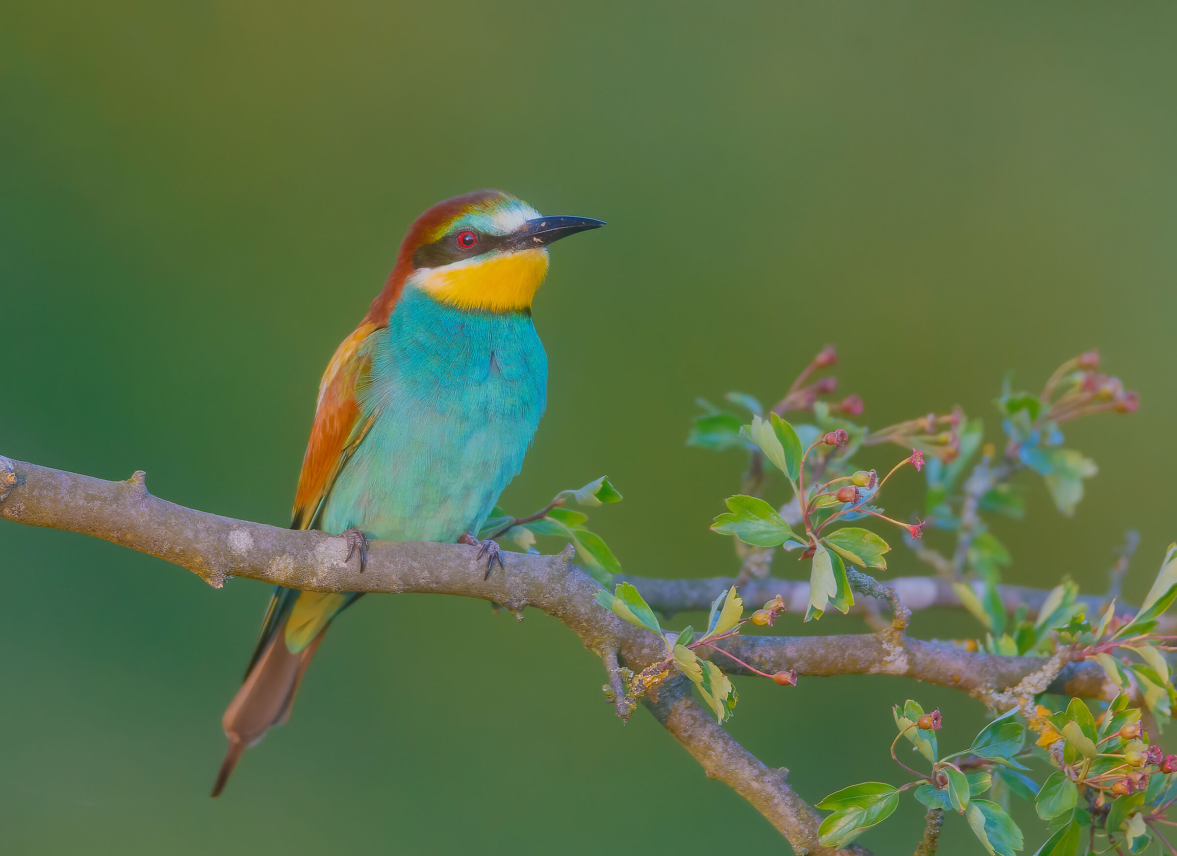 Bee-eater