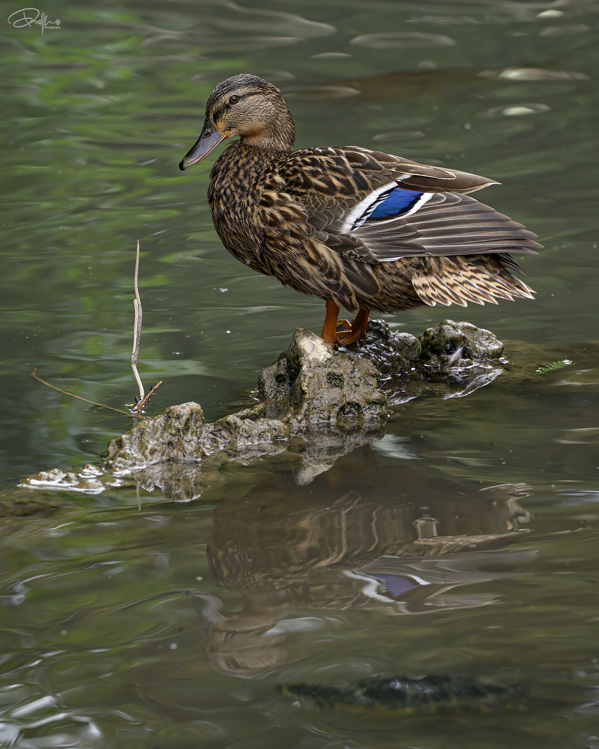 Germano reale femmina