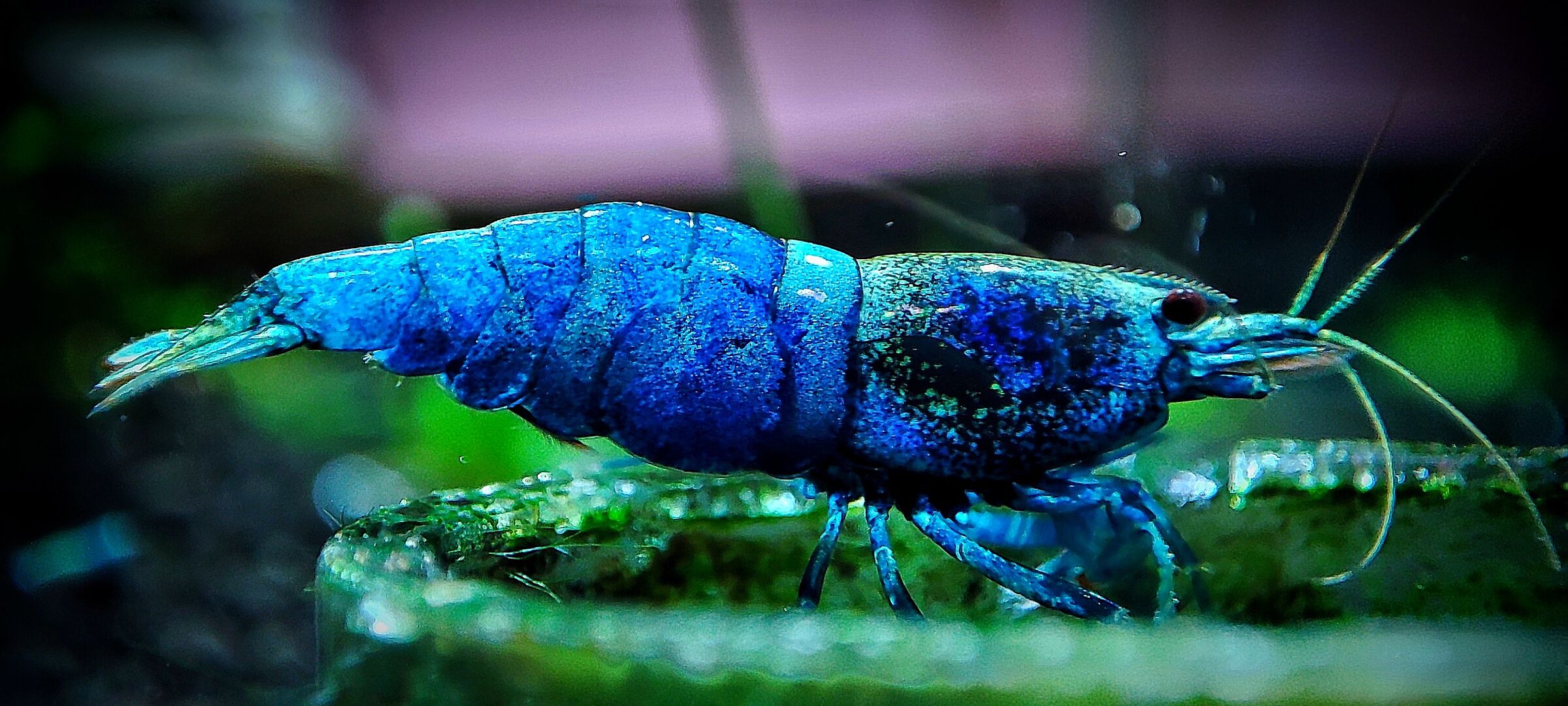 caridina bee blue bolt