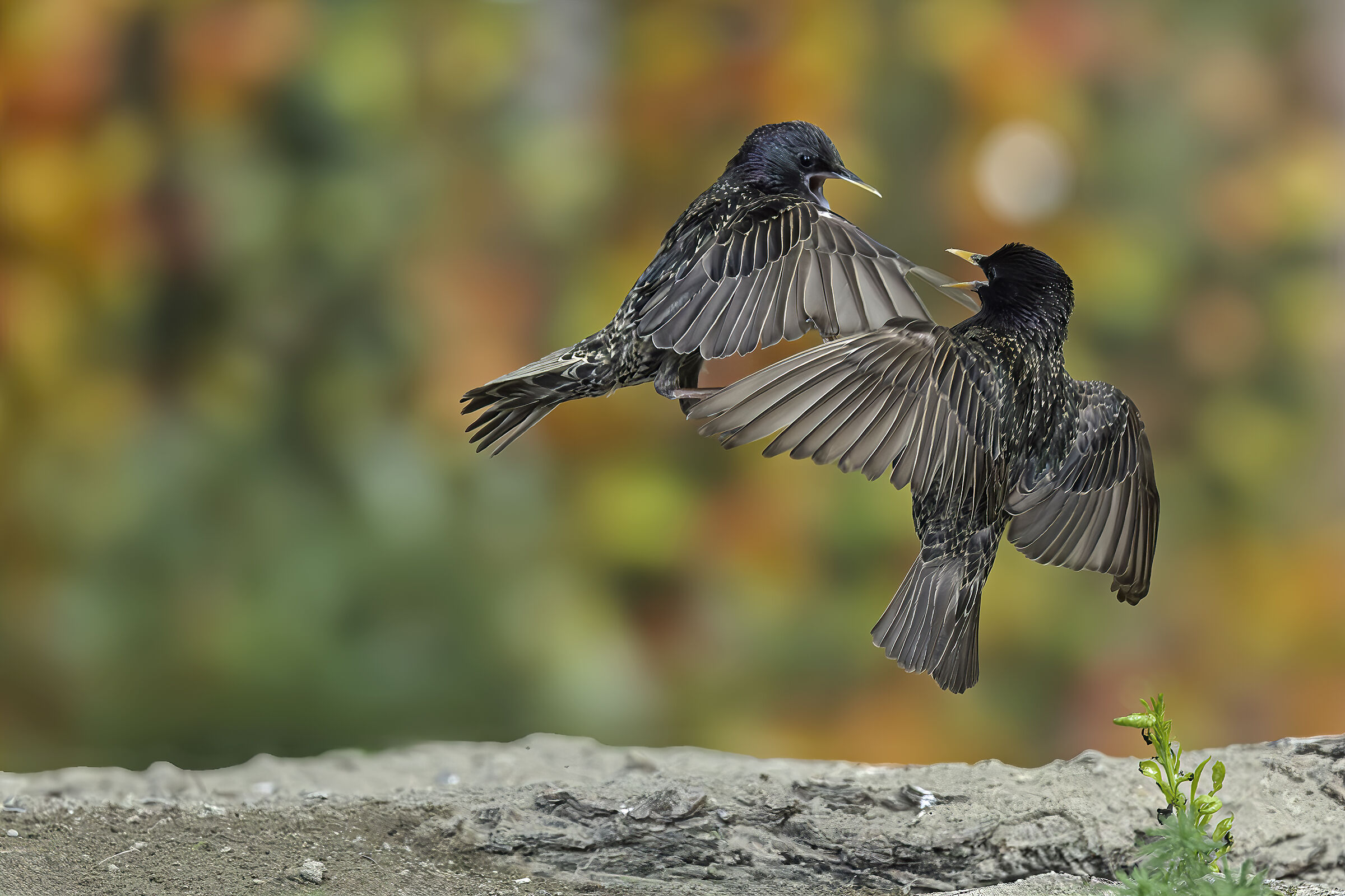 Exchange of ideas between starlings