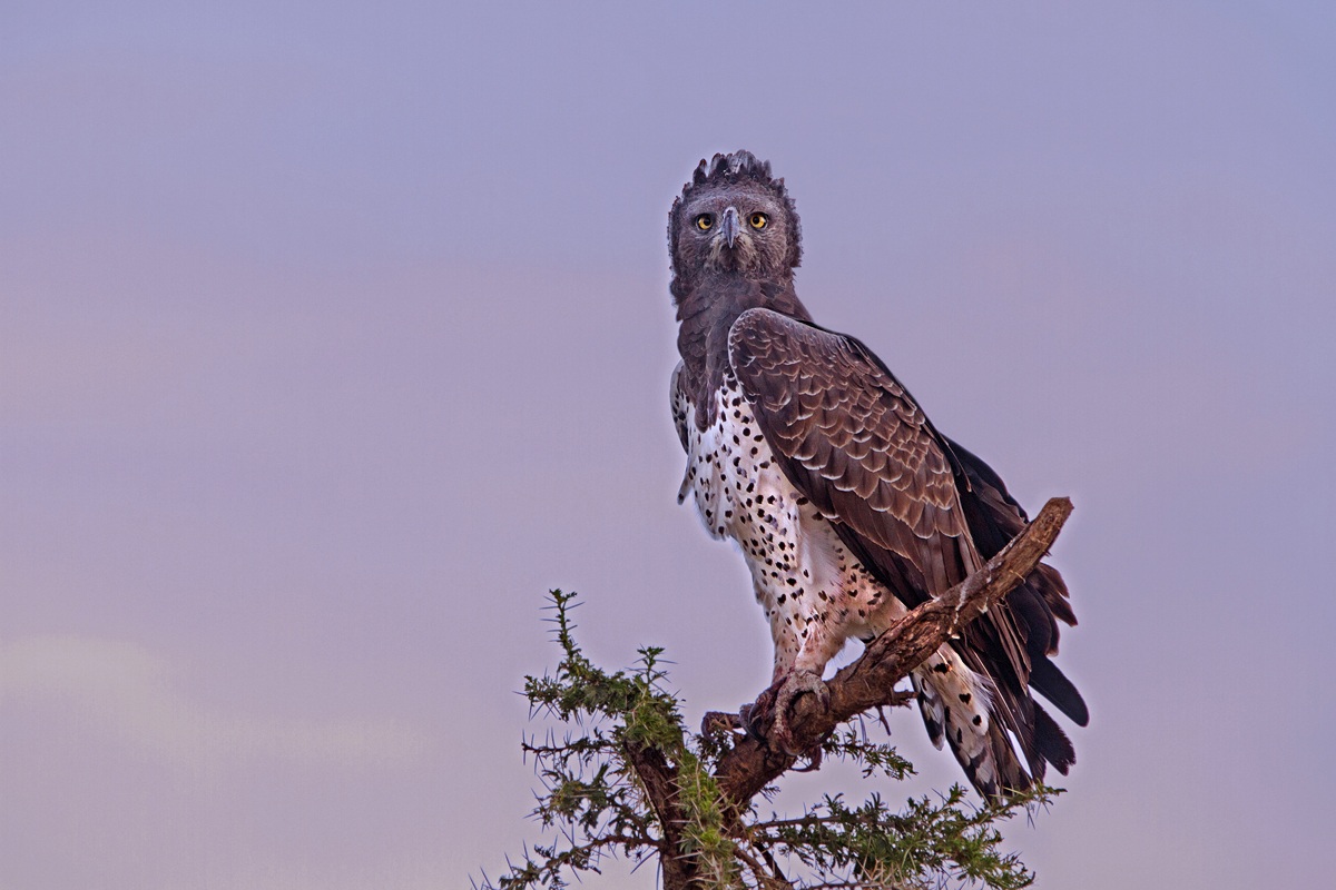 Polemaetus bellicosus