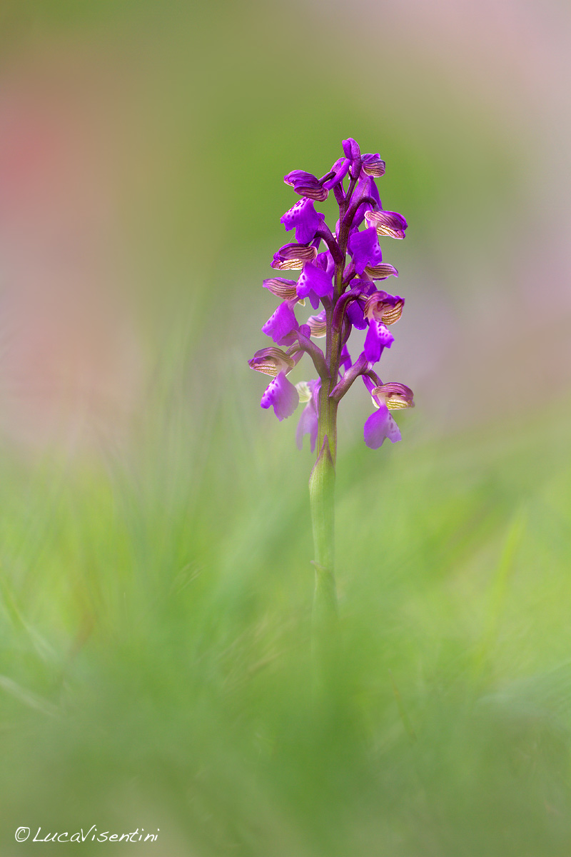 Anacamptis morio