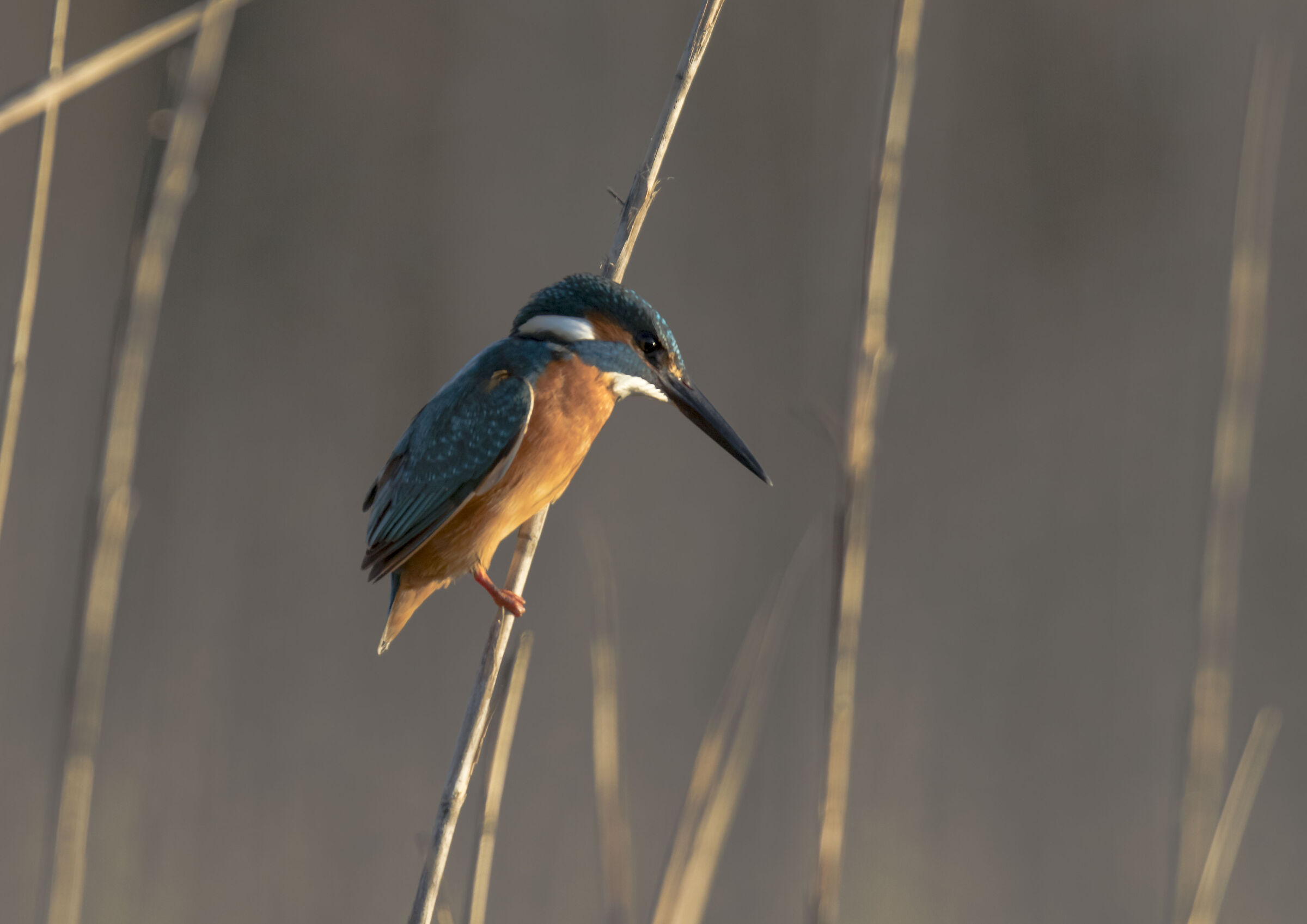 Kingfisher (Circeo National Park)
