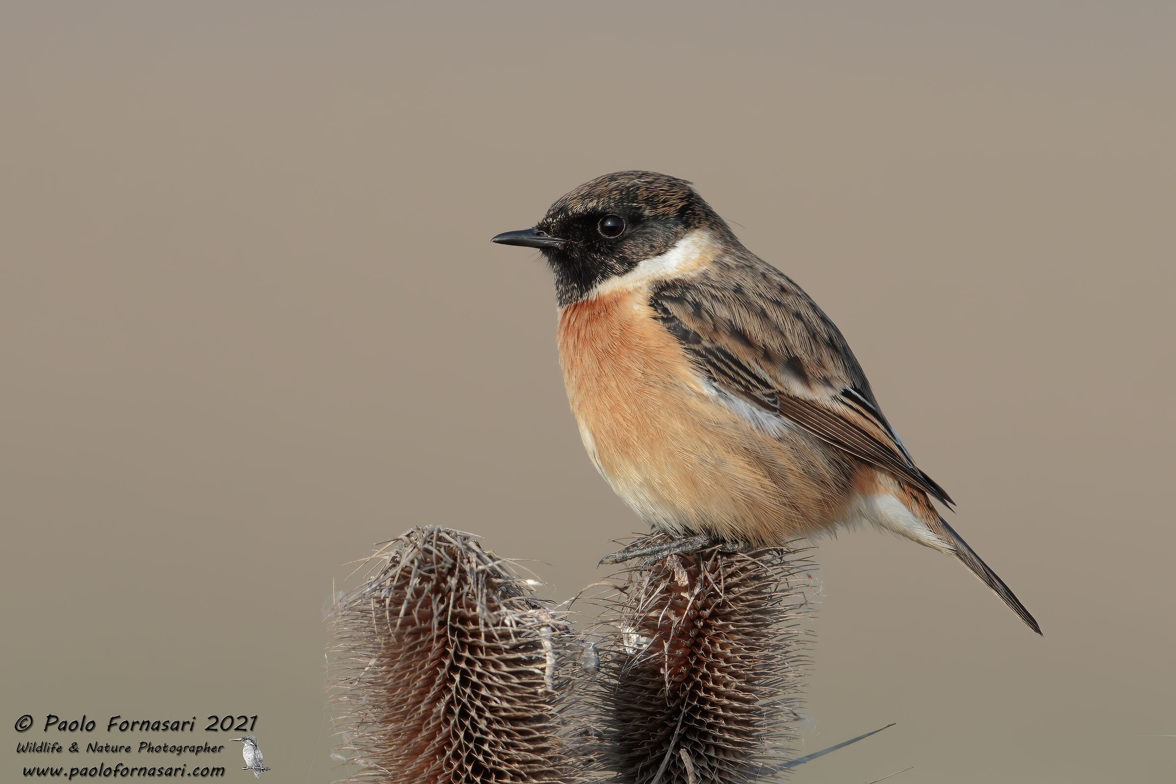 Stonechatter (Saxicola rubicola)