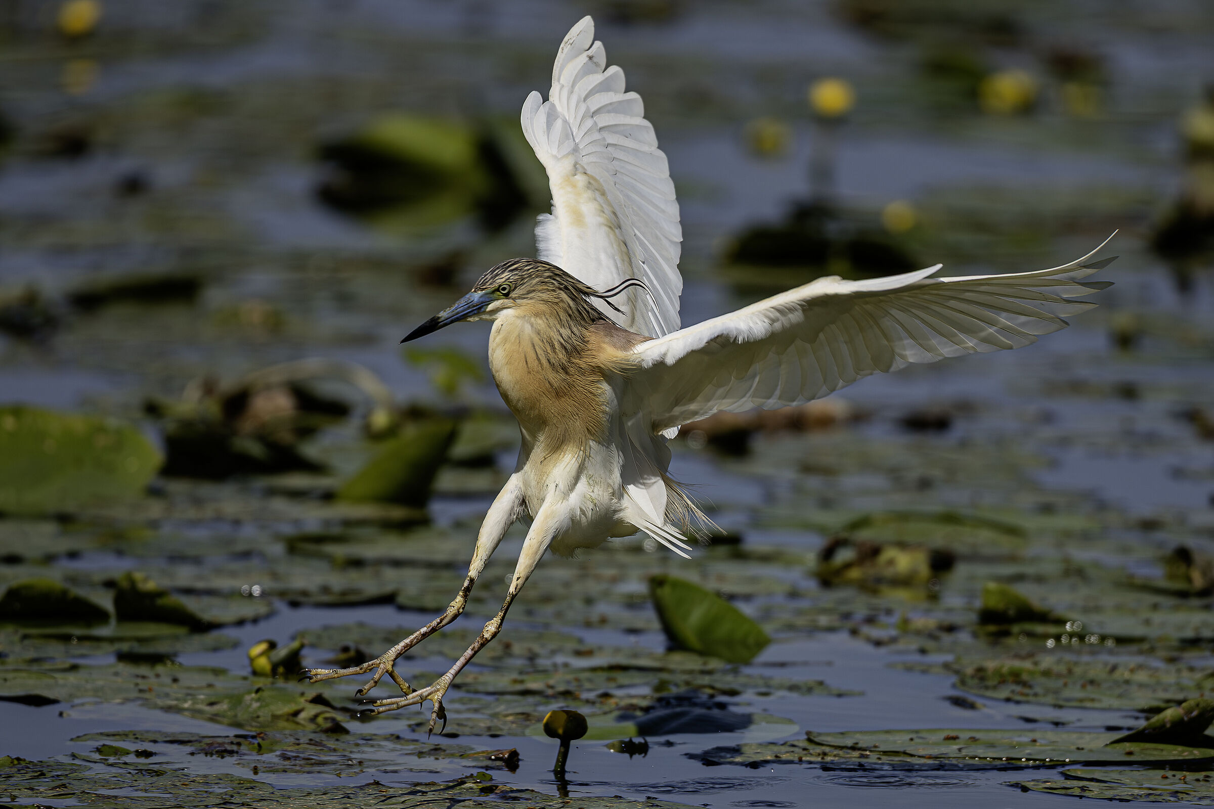 Landing